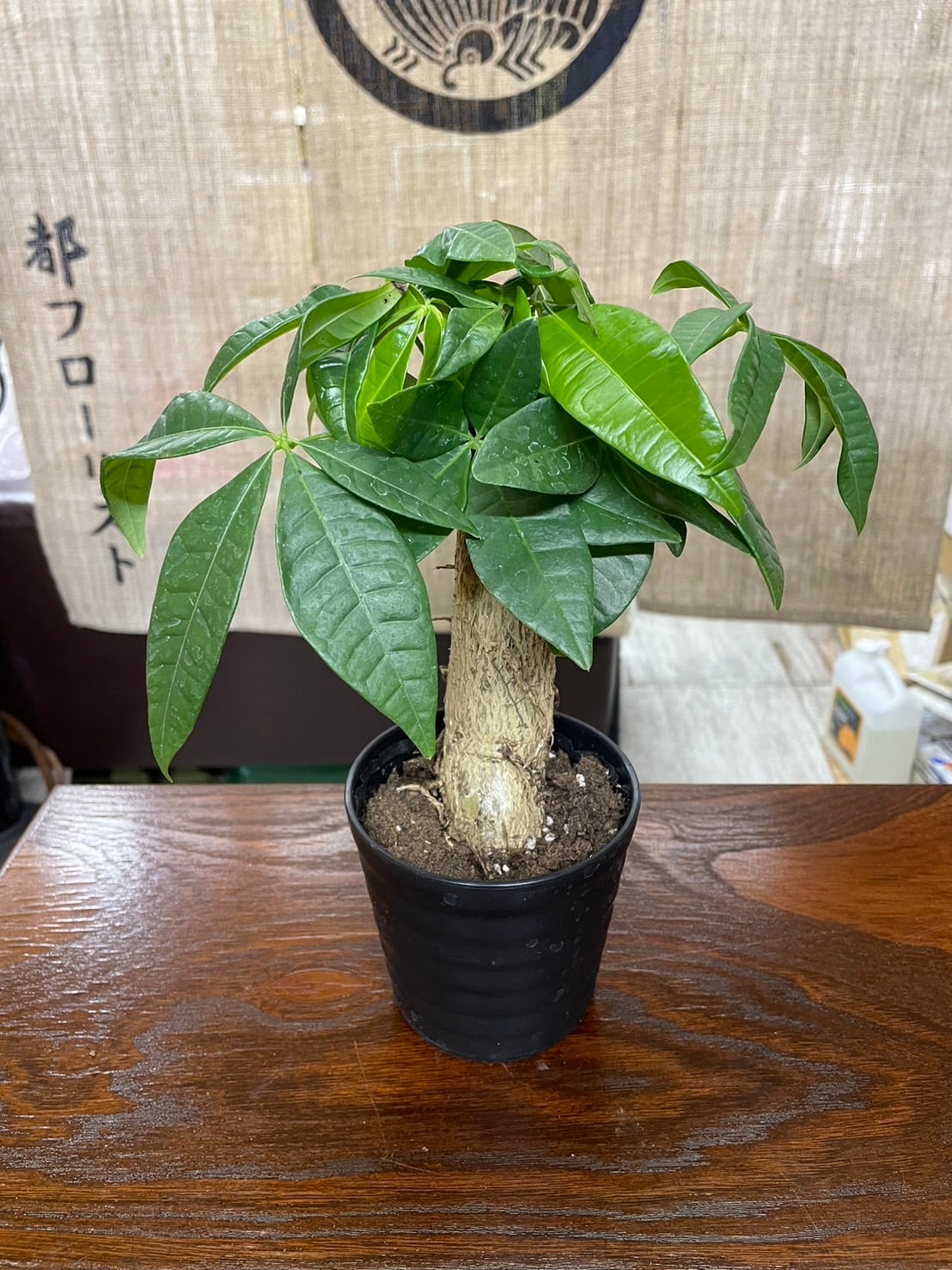 キングストン真鍮ks236。ZX Millenniumデッキマウントローマンタブ蛇口