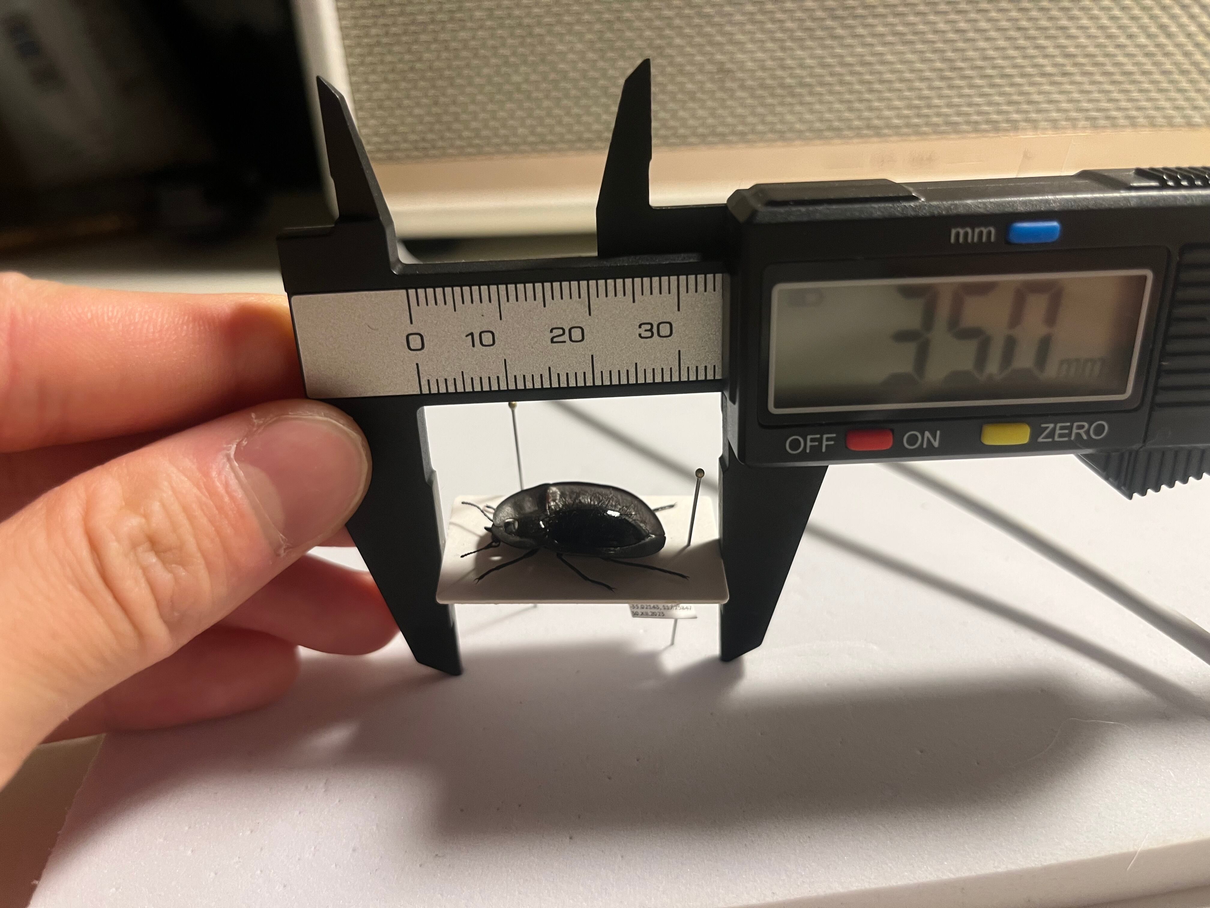 属内最高峰】パイザラゴミムシ 巨大 昆虫標本 標本 甲虫 オサムシ
