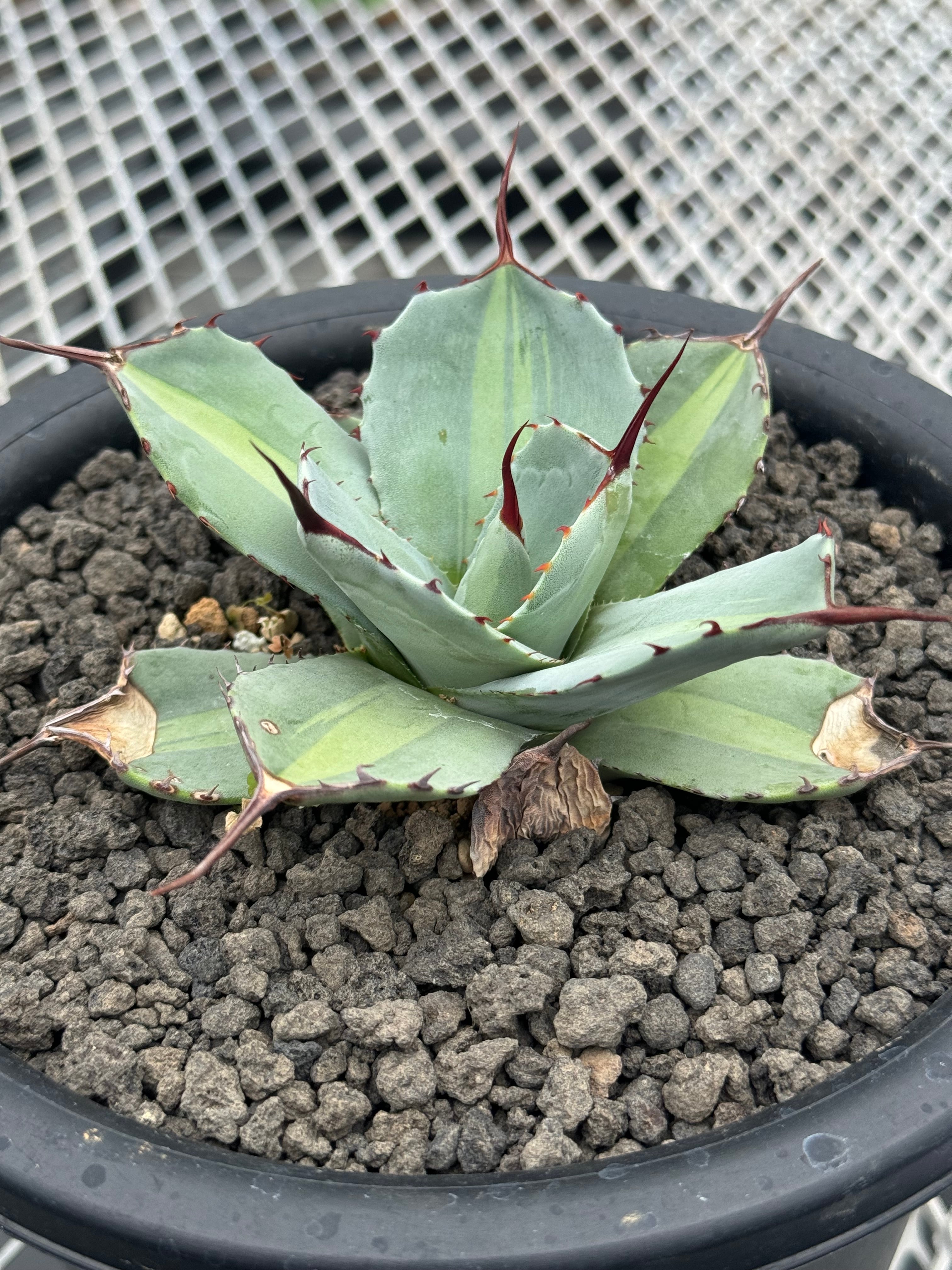 アガベ パリー トランカータ ジャックポット （アガベ「パリー・パリー  