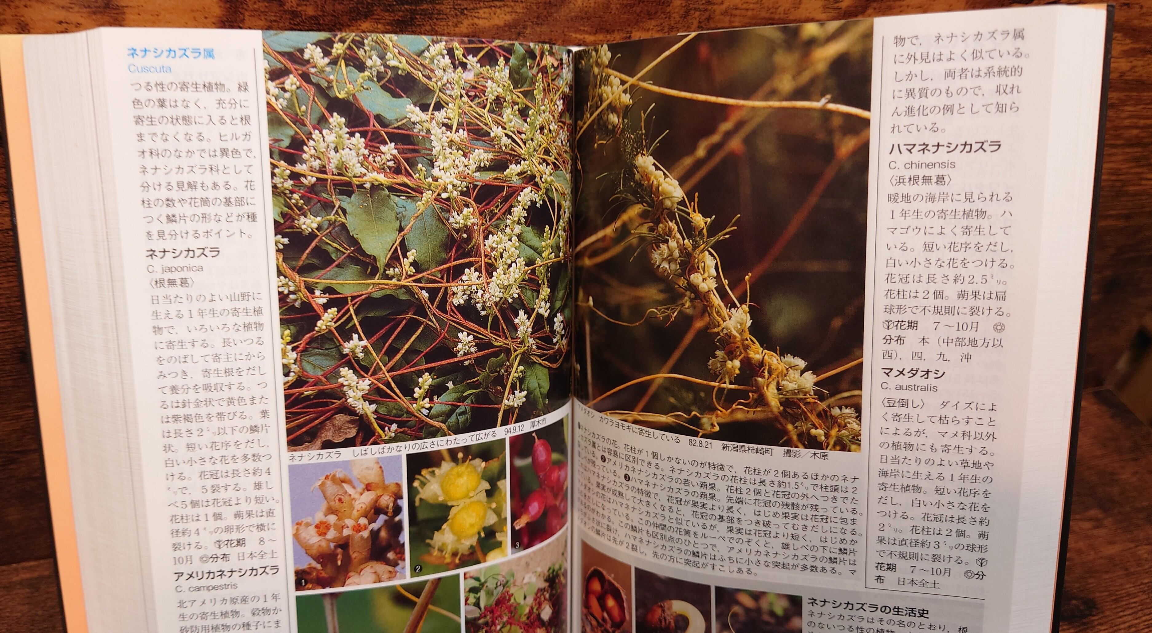 野に咲く花 山に咲く花（山渓ハンディ図鑑1・2）増補・改訂・新版＜DNA