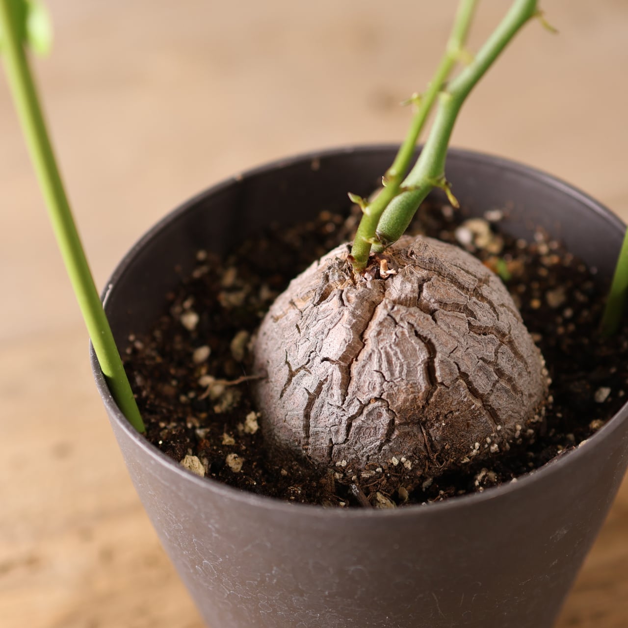 【亀甲竜】 塊根植物 鉢ごと発送します ② 亀甲竜】 塊根植物 鉢ごと発送します ② 亀甲竜の育て方】植え 【