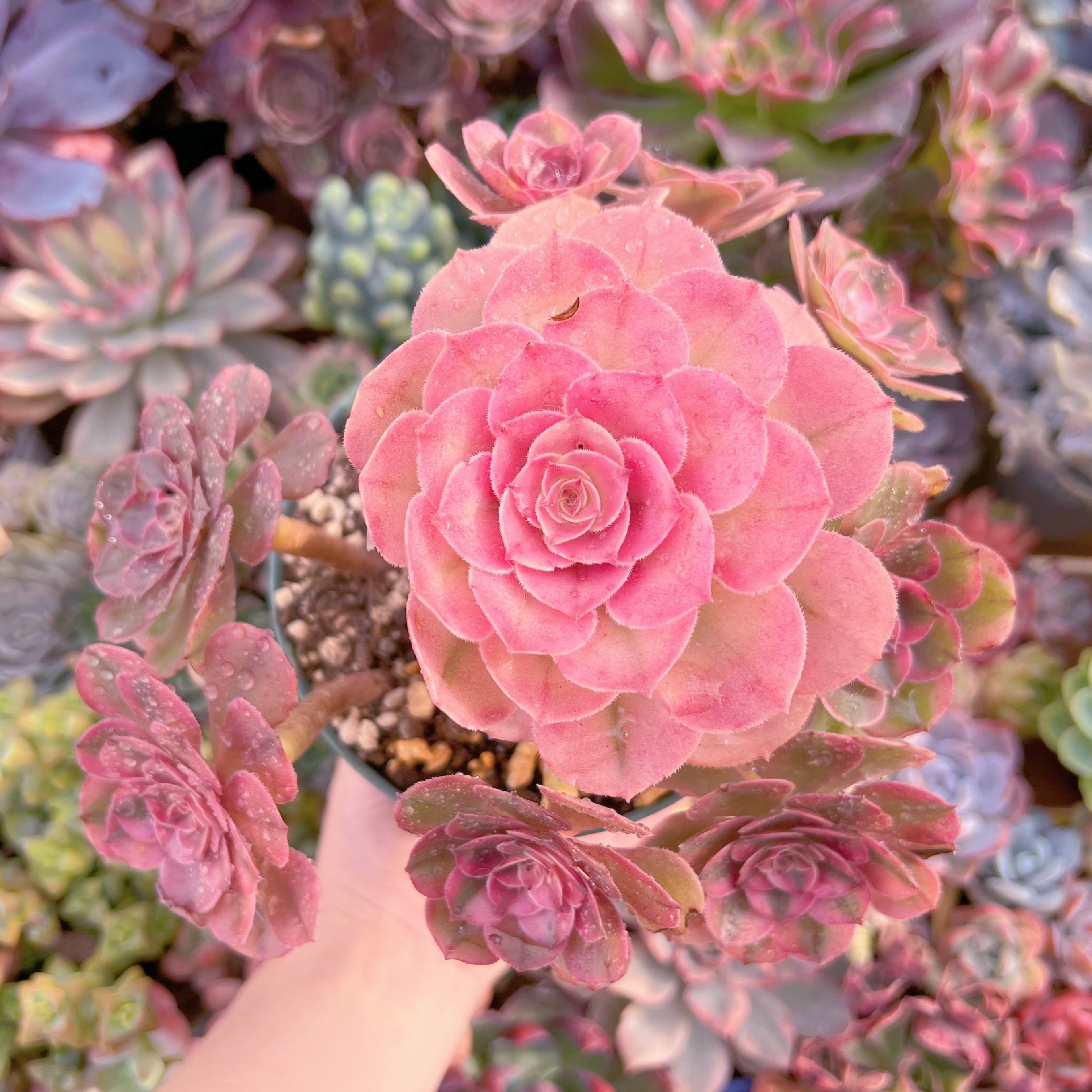 現品　ライチ#772　特特大群生　るる農園