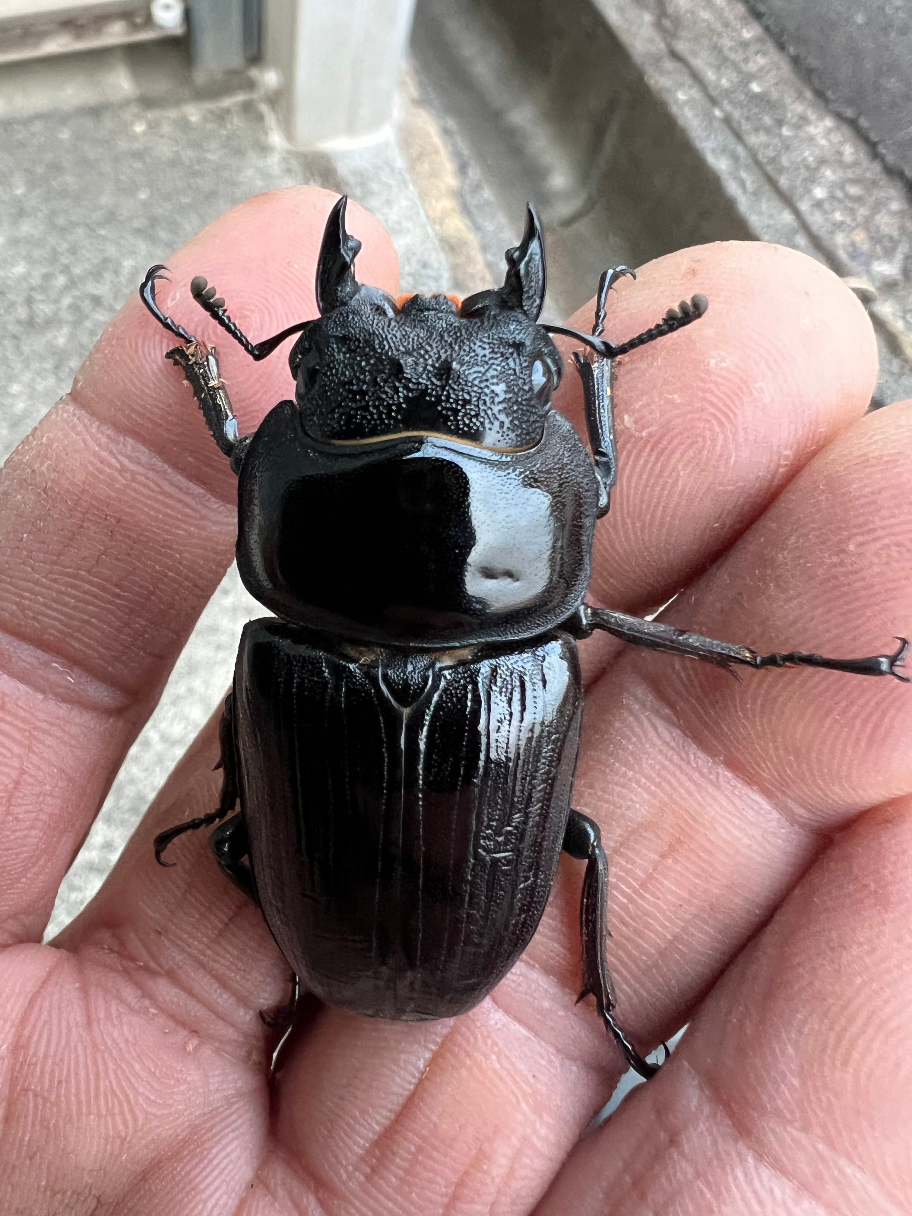 マツノ久留米 オオクワガタ ♂84mm 久留米オオクワガタペア(マツノ血統累代) 2519  | 久留米