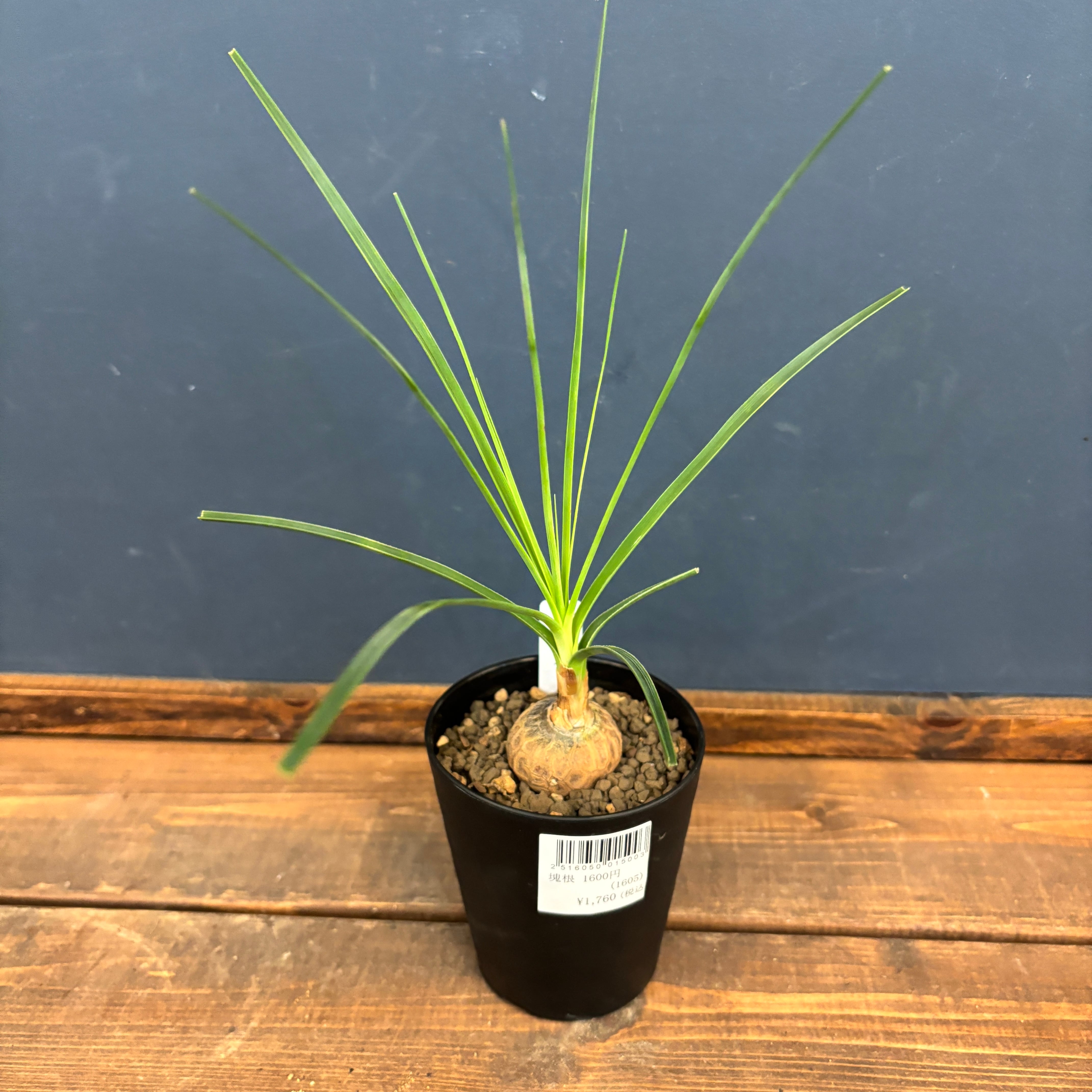 ボーカルネアグラキリス　大株　発根済 2025年最新】ボーカルネアグラキリスの人気アイテム - メルカリ