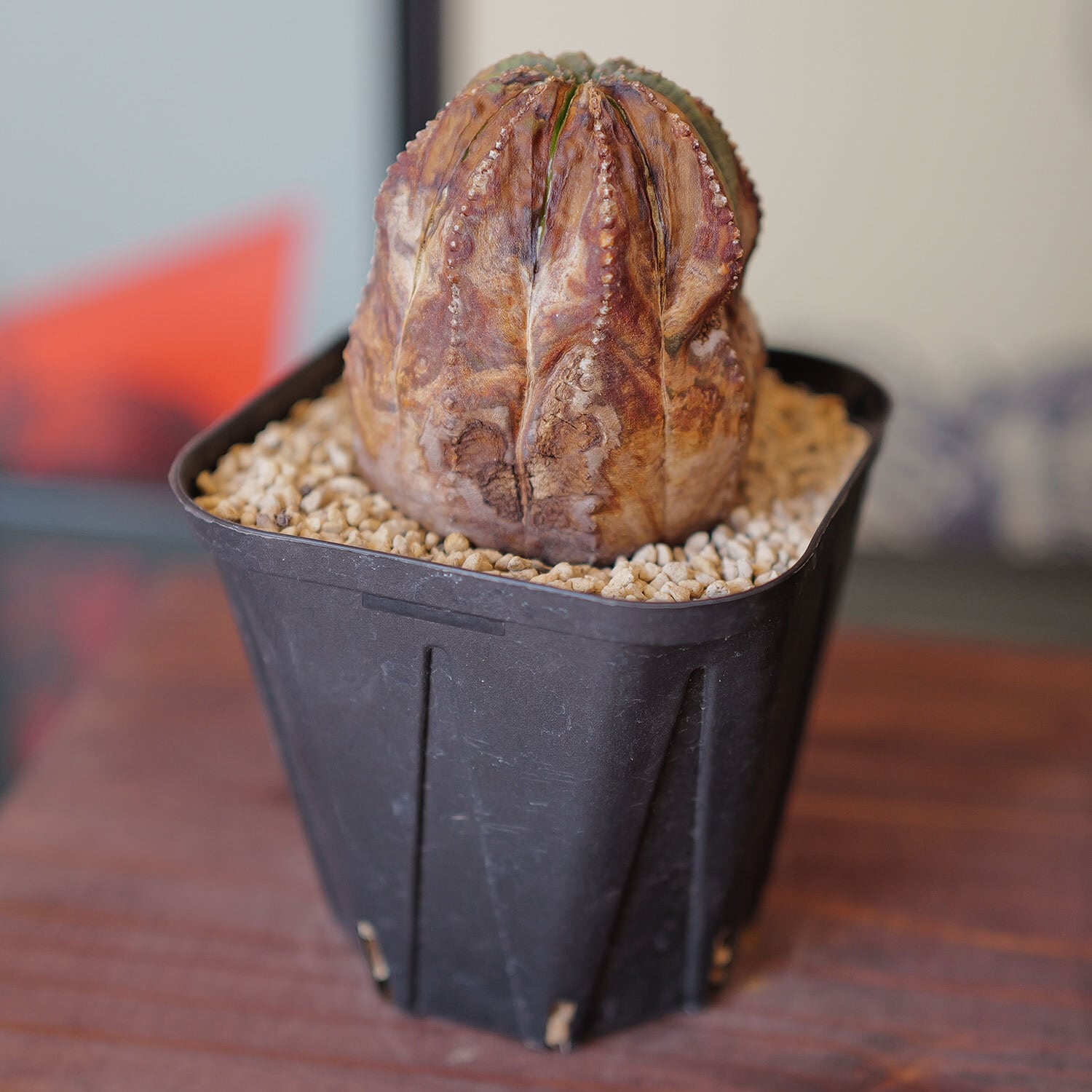 a*9様 オベサ 木質化 11陵 3号以上のサイズ 超ラギット オベサ / 木質化 ユーフォルビア | LIGHTHOUSE.PLANTS