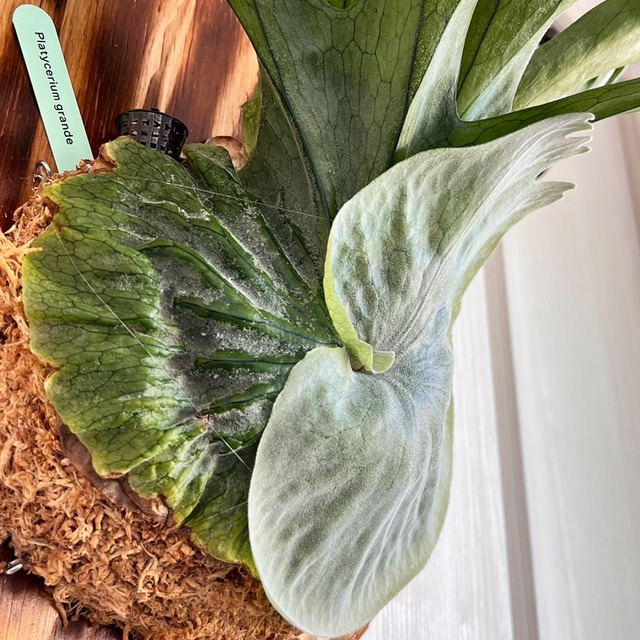 ビカクシダ グランデ 板付 【観葉植物 壁掛け コウモリラン】