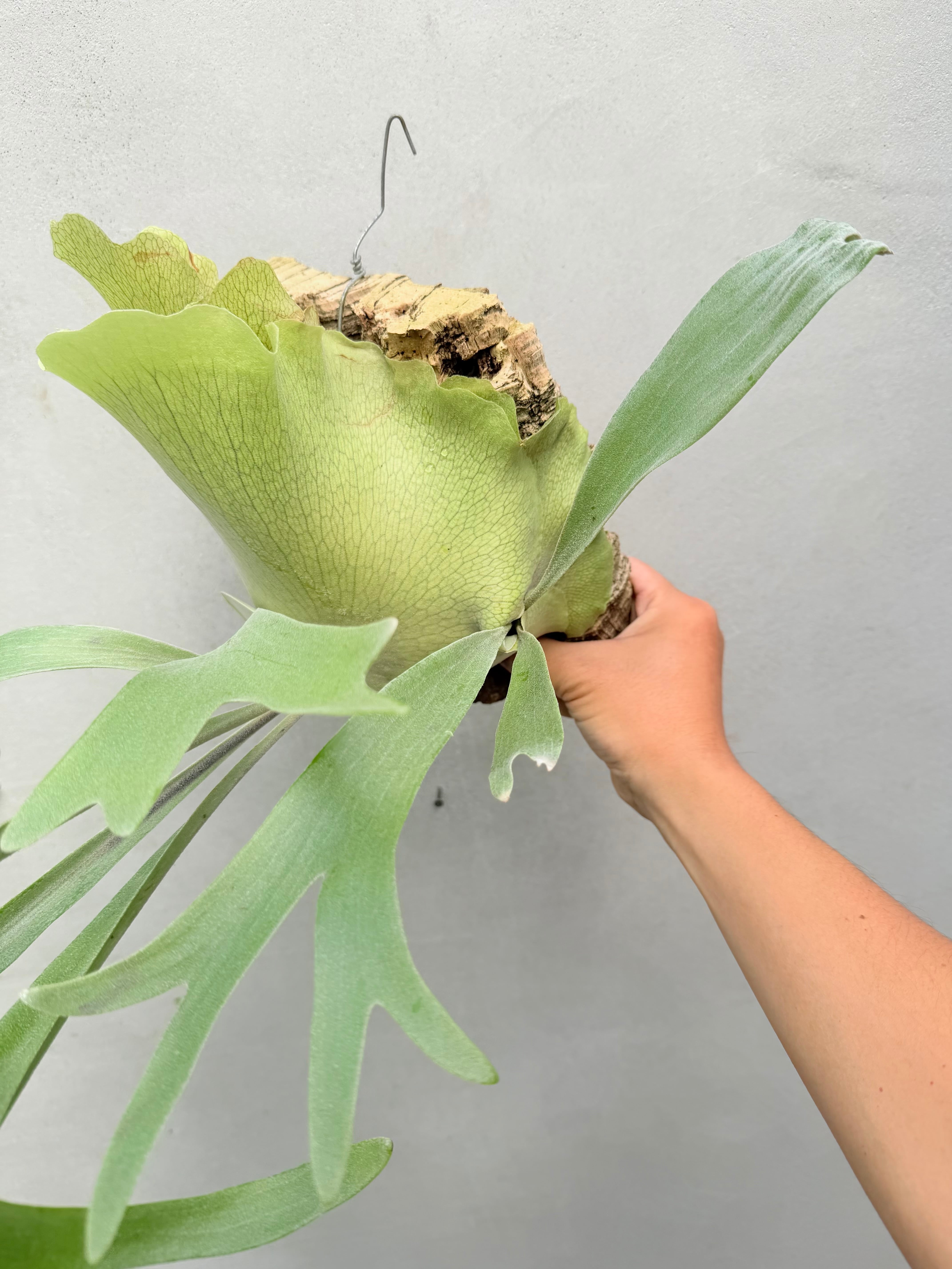 P. 'Shine Gloria' 'シャイングロリア' | vandaka plants