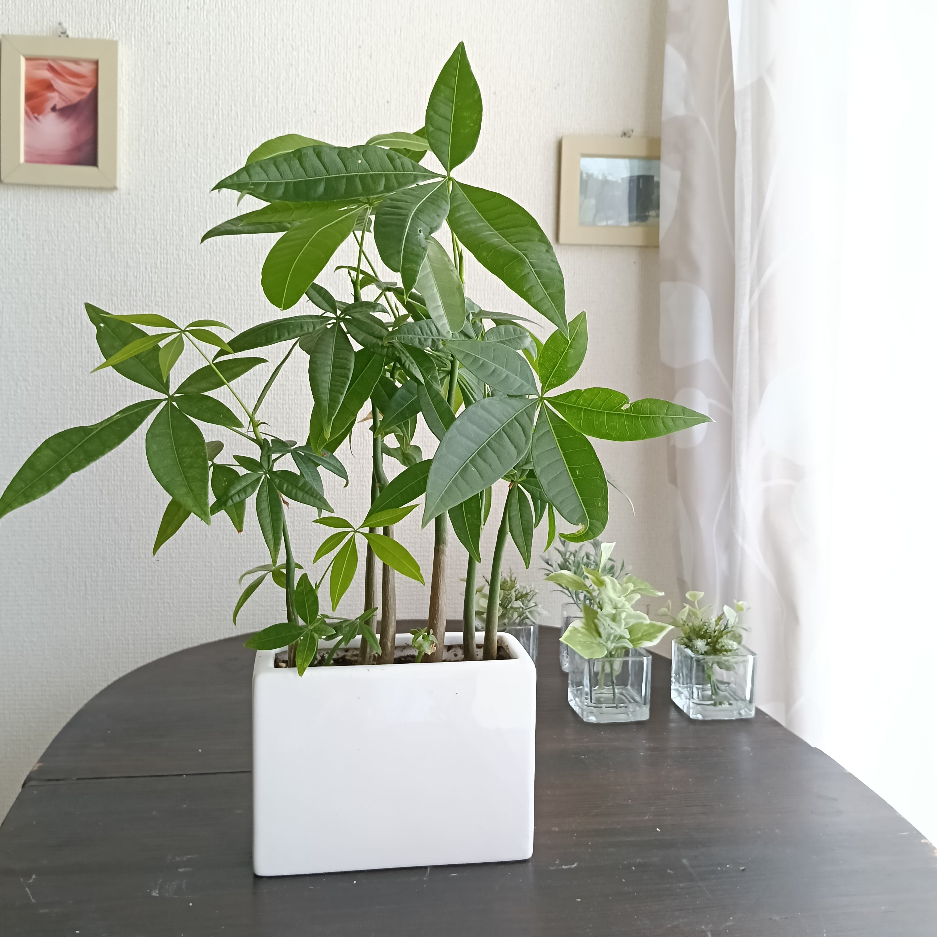 実生パキラ まとめて6株入り 陶器鉢付き おしゃれ観葉植物