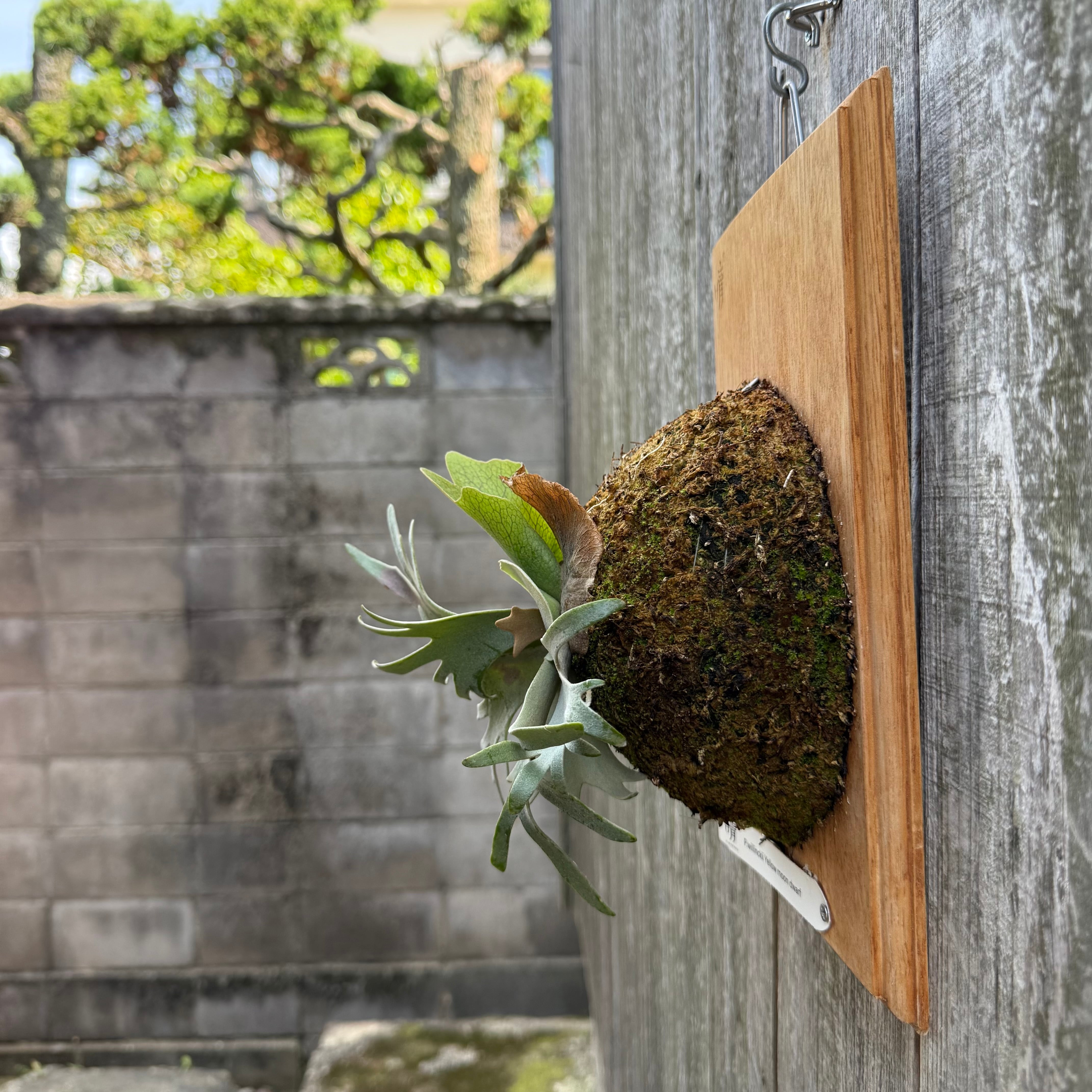 P.willinckii Yellow moon dwarf (from晴花鹿苑) | naturefix