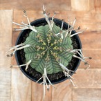 Euphorbia  valida【ユーフォルビア・バリダ♀】