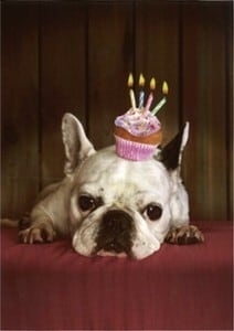 　ドイツ直輸入  French Bulldog 　ポストカード