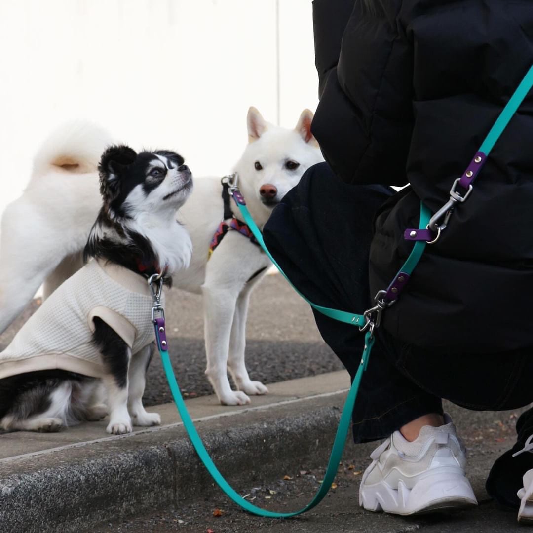 犬用【本革】ハンドフリーリードandハーネス多頭飼い用！　2匹❗️ Amazon | 犬 2匹用リード 2頭引き 本革 レザー セット 小型犬