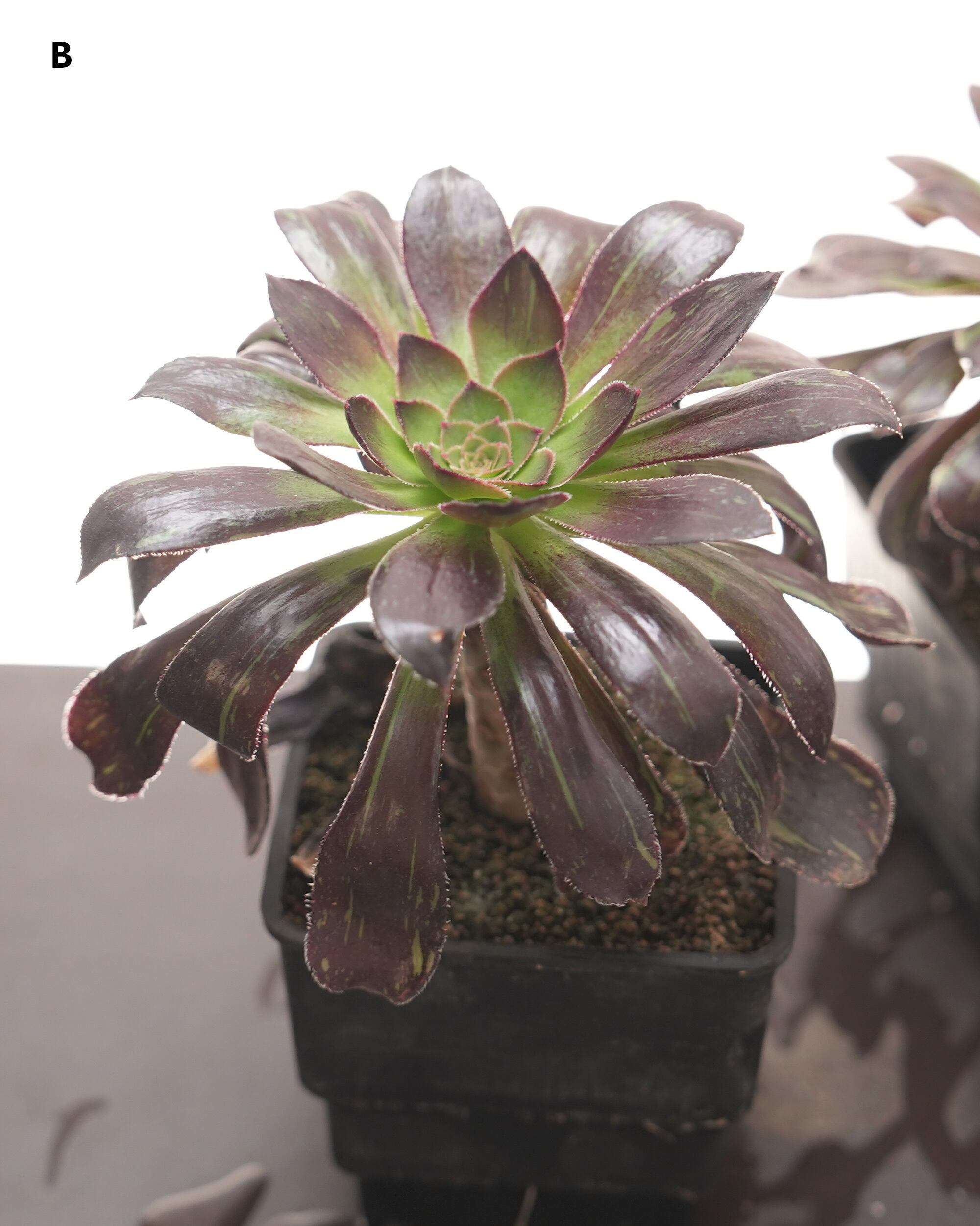 抜き苗 アエオニウム 水墨画 10～12cm Aeonium 'Ink Painting