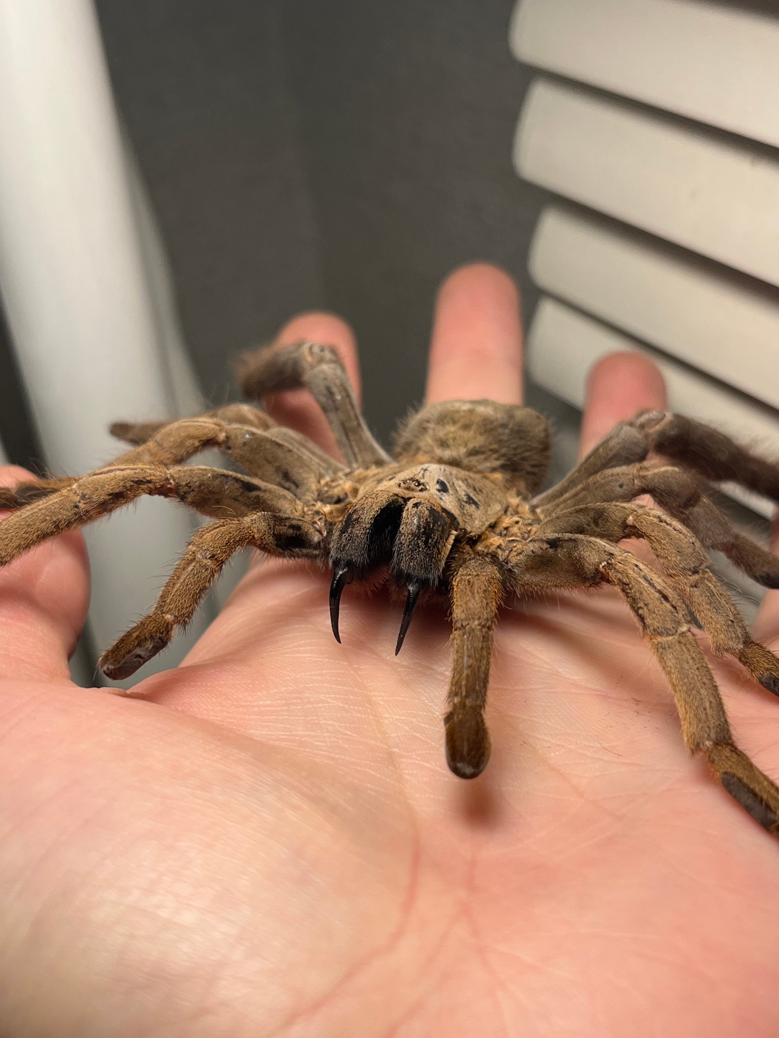 標本】ベトナムスタウトレッグアースタイガータランチュラ LS14cm程