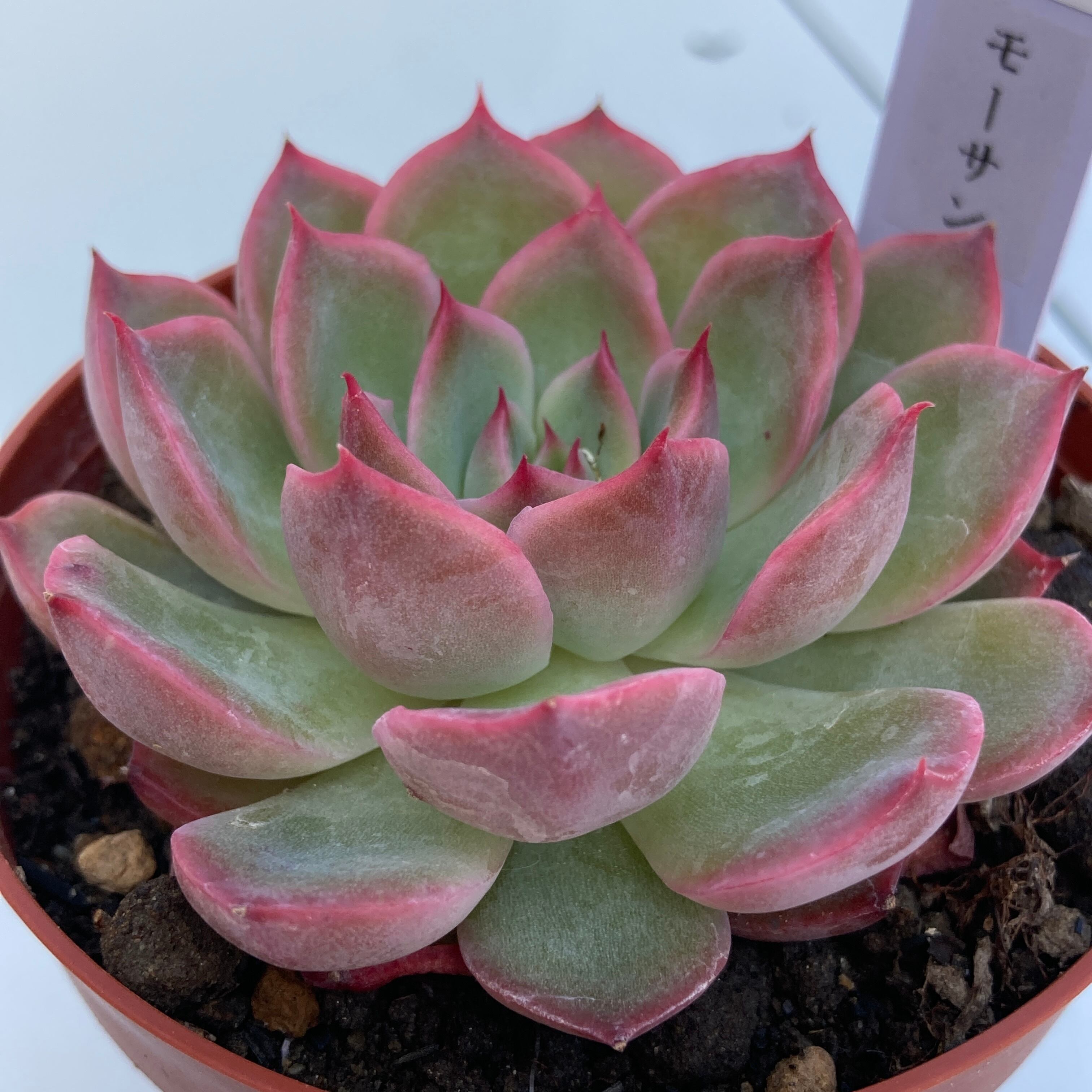多肉植物 モーサン 抜き苗 良苗 エケベリア 多肉植物 星美人 多肉植物 モーサン 抜き苗 良苗 エケベリア 多肉植物 星美人