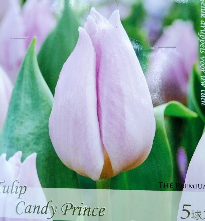 球根 チューリップ 『キャンディプリンス』 5球 花 園芸 ガーデニング