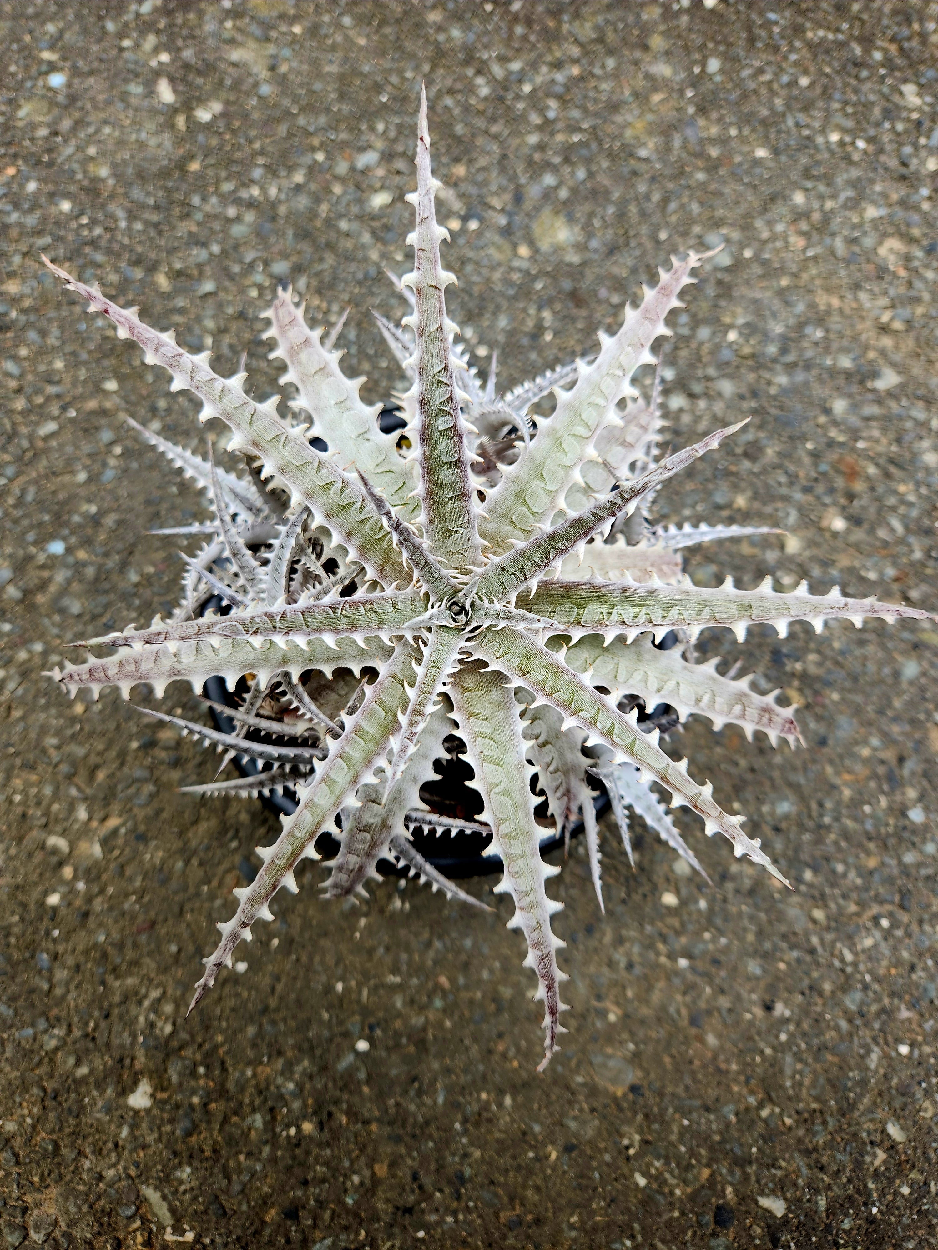 ヘクチア・ラナータ hechtia lanata | フラワーショップあきの