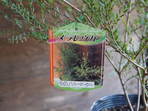 【現物】メラレウカ ”タイムハニーマータル”