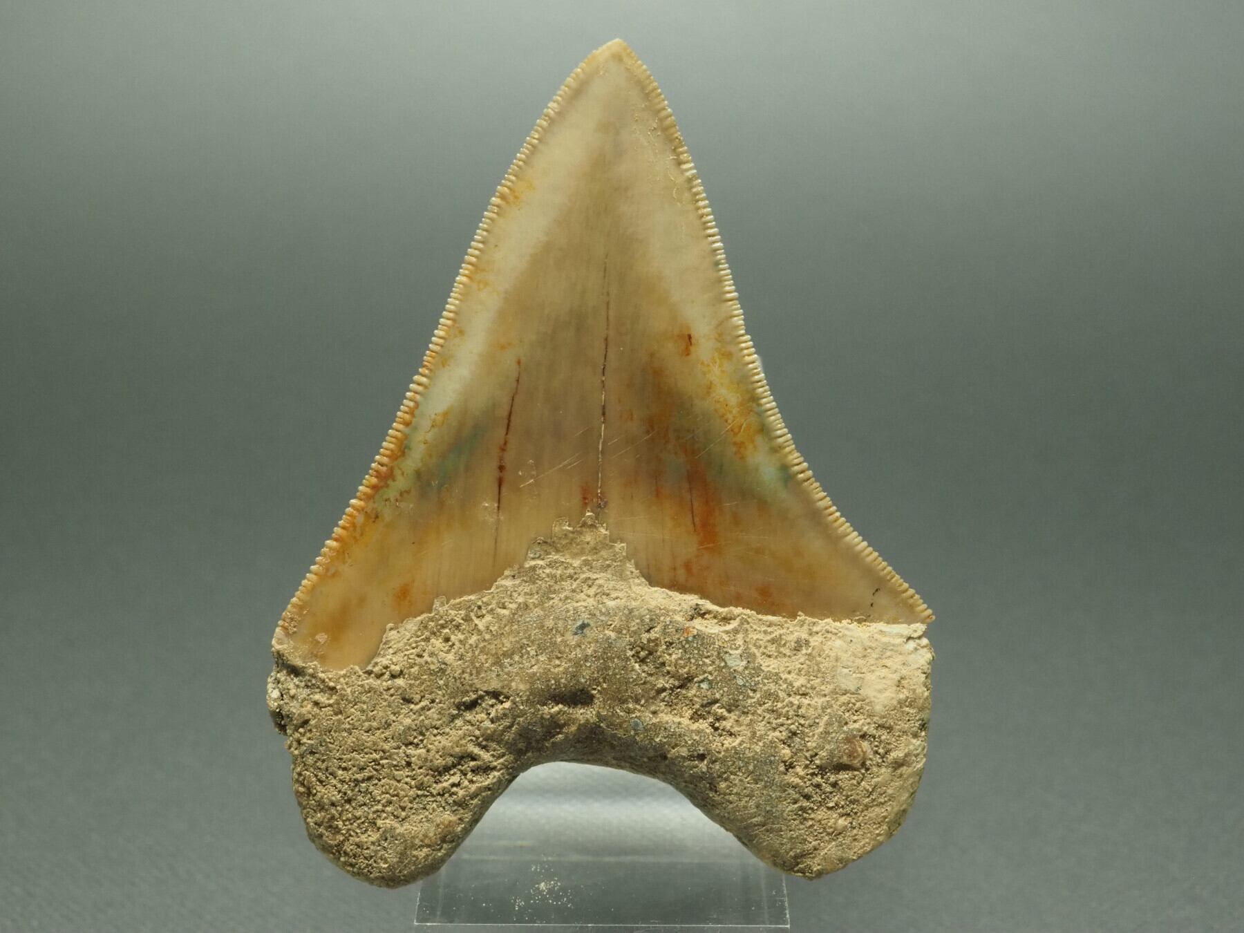 最大級 メガロドン 化石 サメの歯 463g 隕石 恐竜 爪 牙 三葉虫 骨