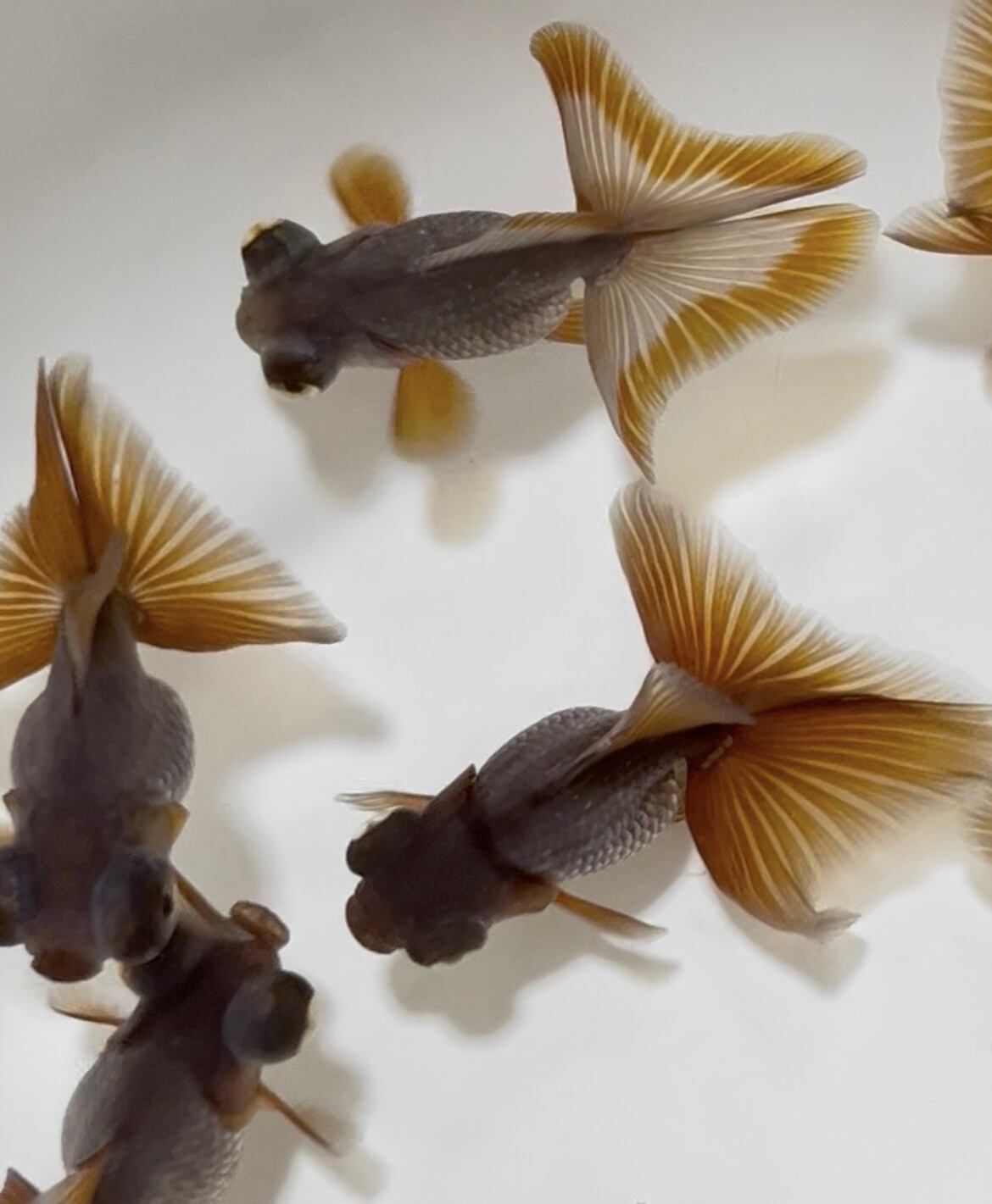 中国便 瑪瑙(メノウ)蝶尾 3匹セット 当歳