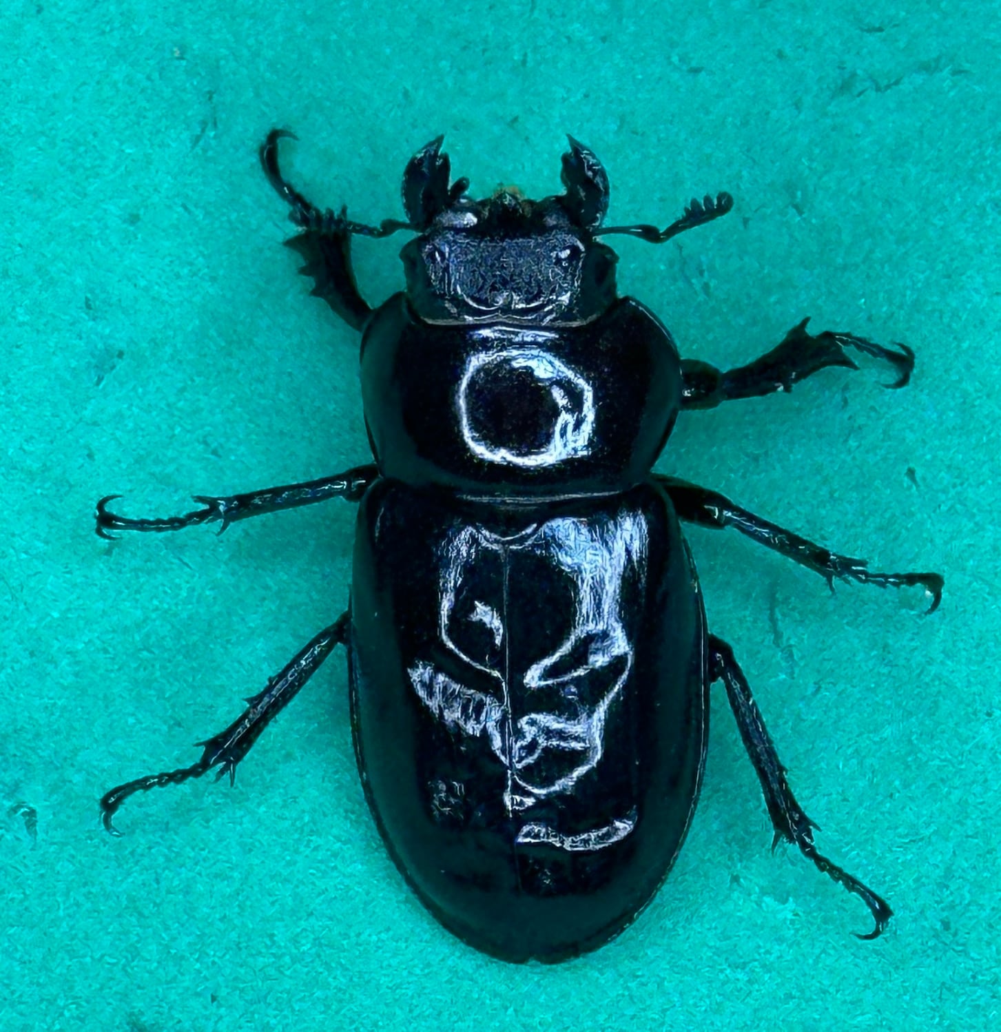 ミクラミヤマ大型血統 神津島産訳あり成虫ペア | ネイチャーフィール