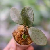 Hoya carnosa Nova Ghost/ ホヤ カルノーサ ノバゴースト