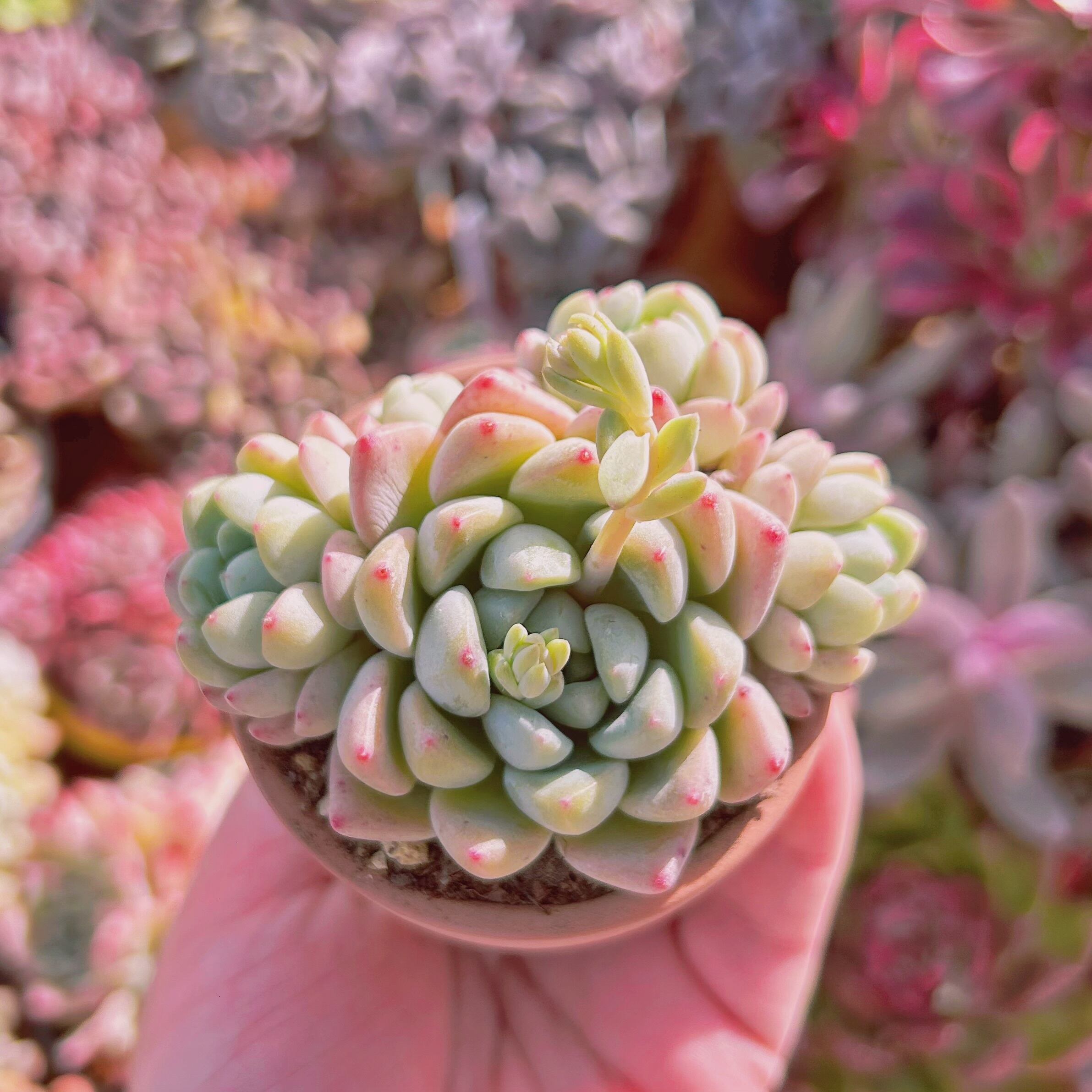 #051現物　多肉植物　玉環