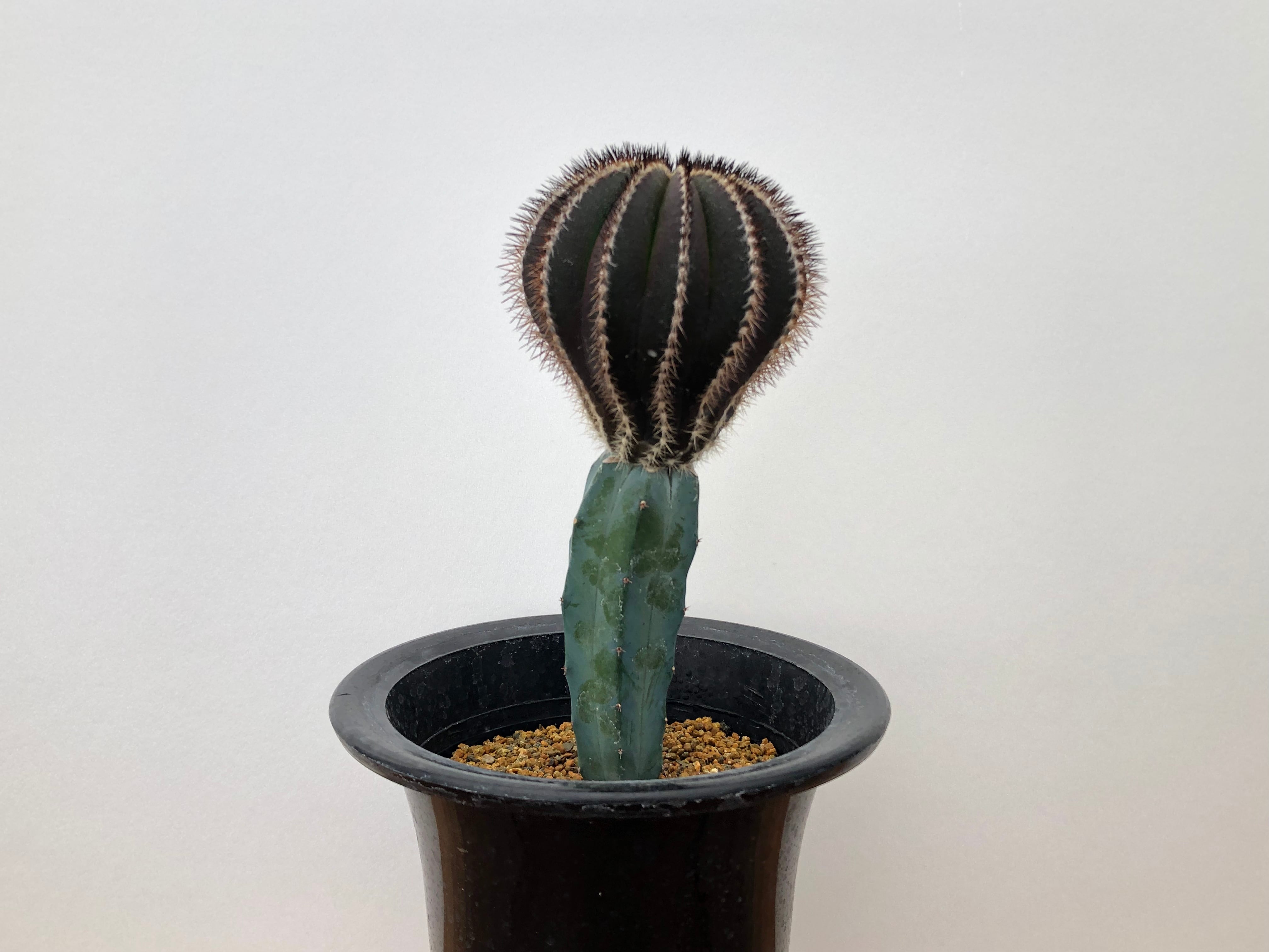 ユーベルマニア・ペクチニフェラ接木(鉢付き) Uebelmannia