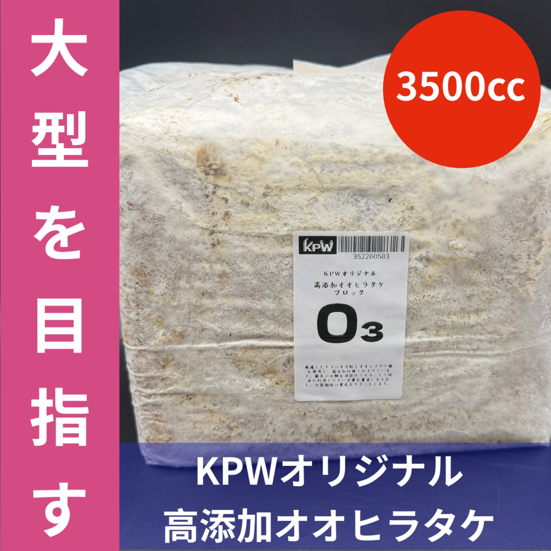 標本】天翅済み《オオキバヘビトンボ 中国産 開翅15cm前後》① | KPW