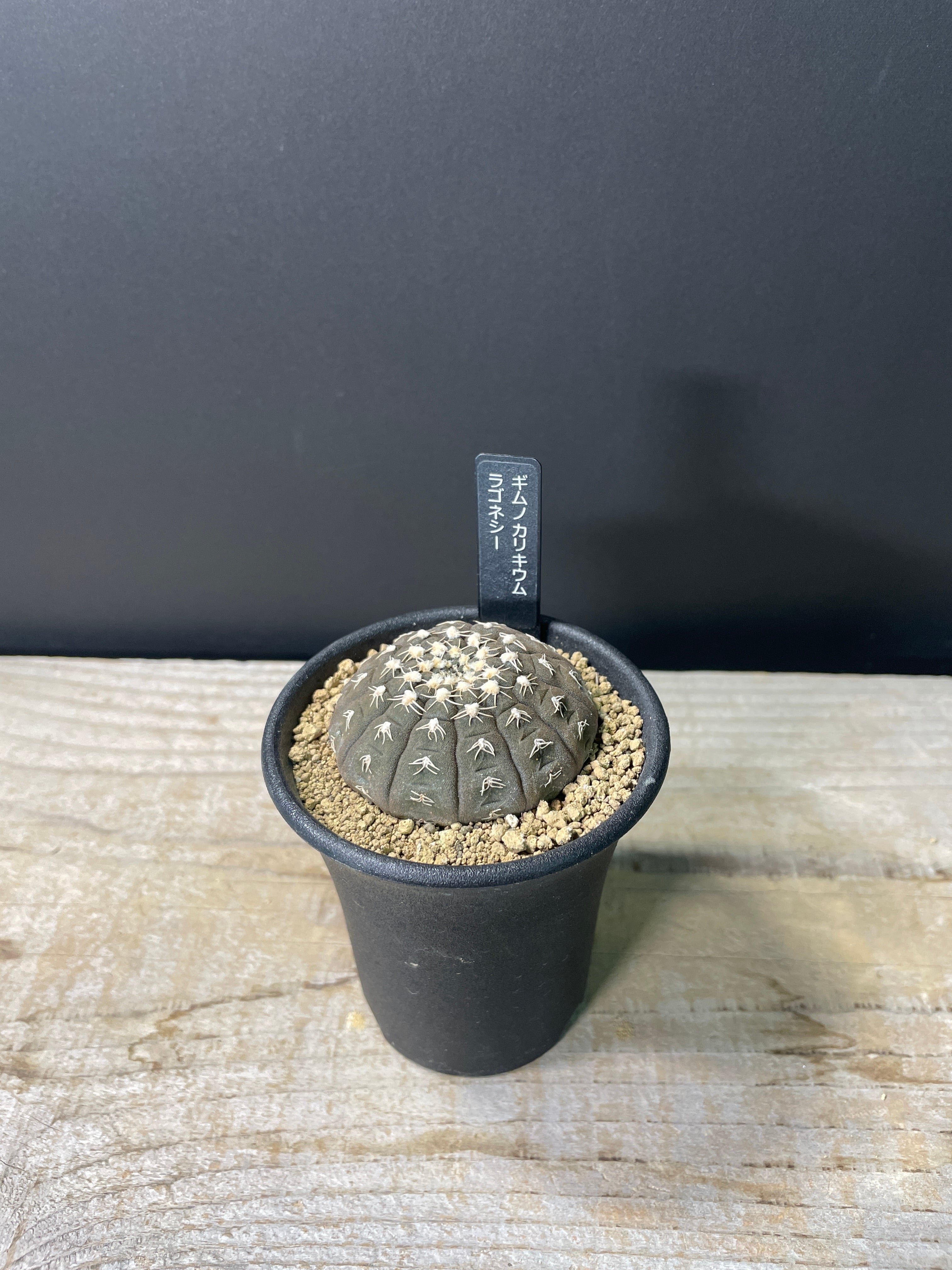 B. ギムノカリキウム ラゴネシー 2.5号 | 多肉植物・サボテン B. ギムノカリキウム ラゴネシー 2.5号 | 多肉植物・サボテン