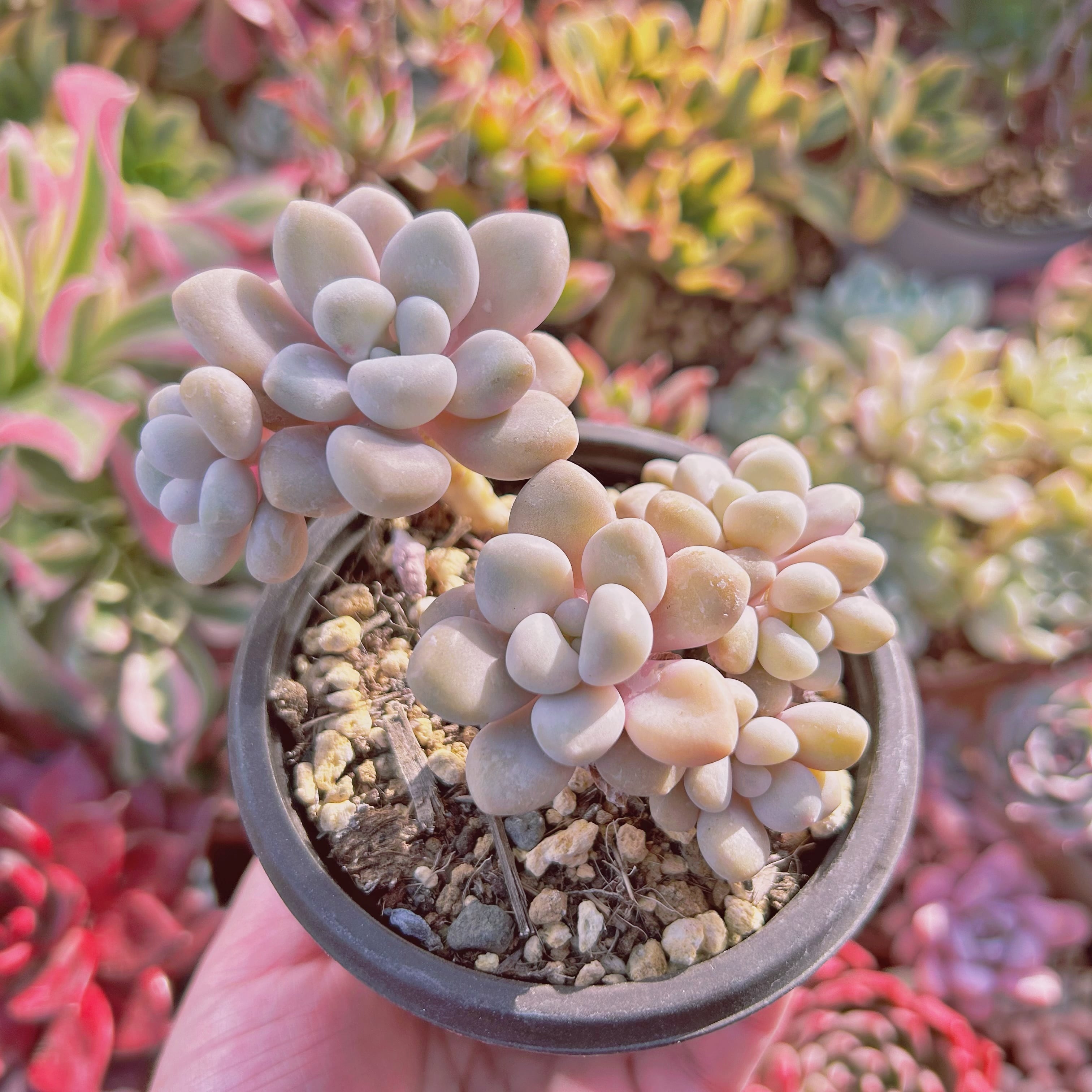 現物　多肉植物　Graptopetalum エイレン　抜き苗