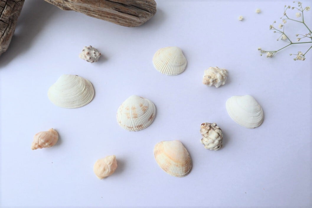 自然素材の貝殻、サマーリースの作り方レシピ付き | 答志島の島の旅社 ...