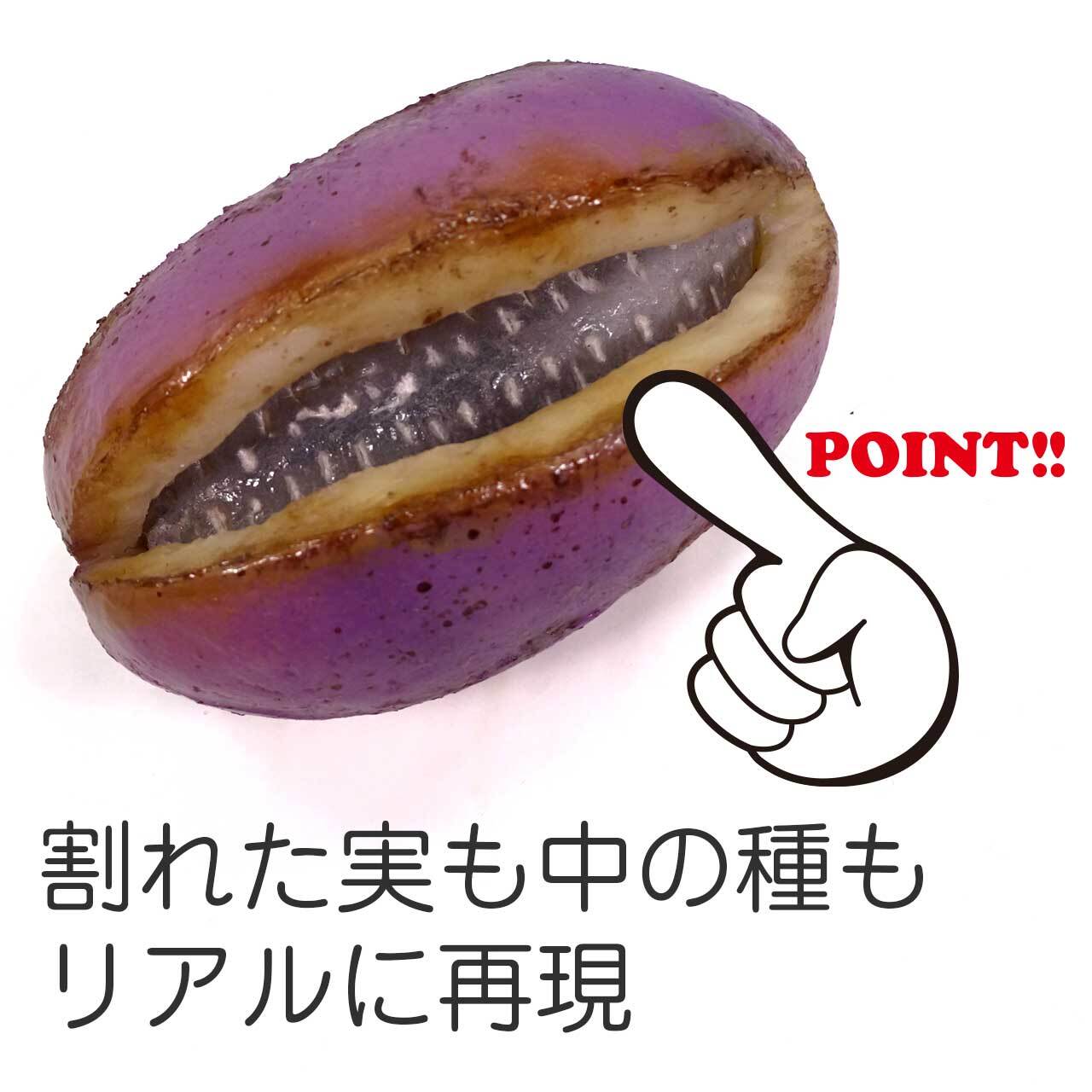 あけび 食品サンプル ディスプレイ用 | ココナッツ・アクセサリー