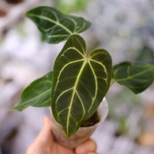 アンスリウム・レガレ / Anthurium Regale⑩