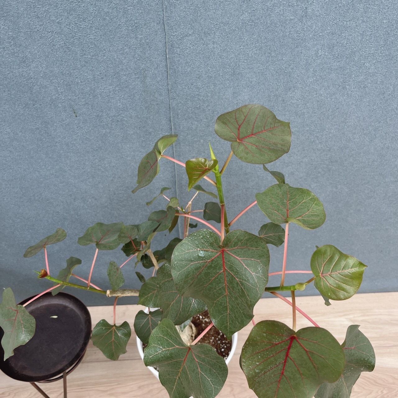 現品］20番 フィカス ペティオラリス 7号 観葉植物 室内 ゴムの木