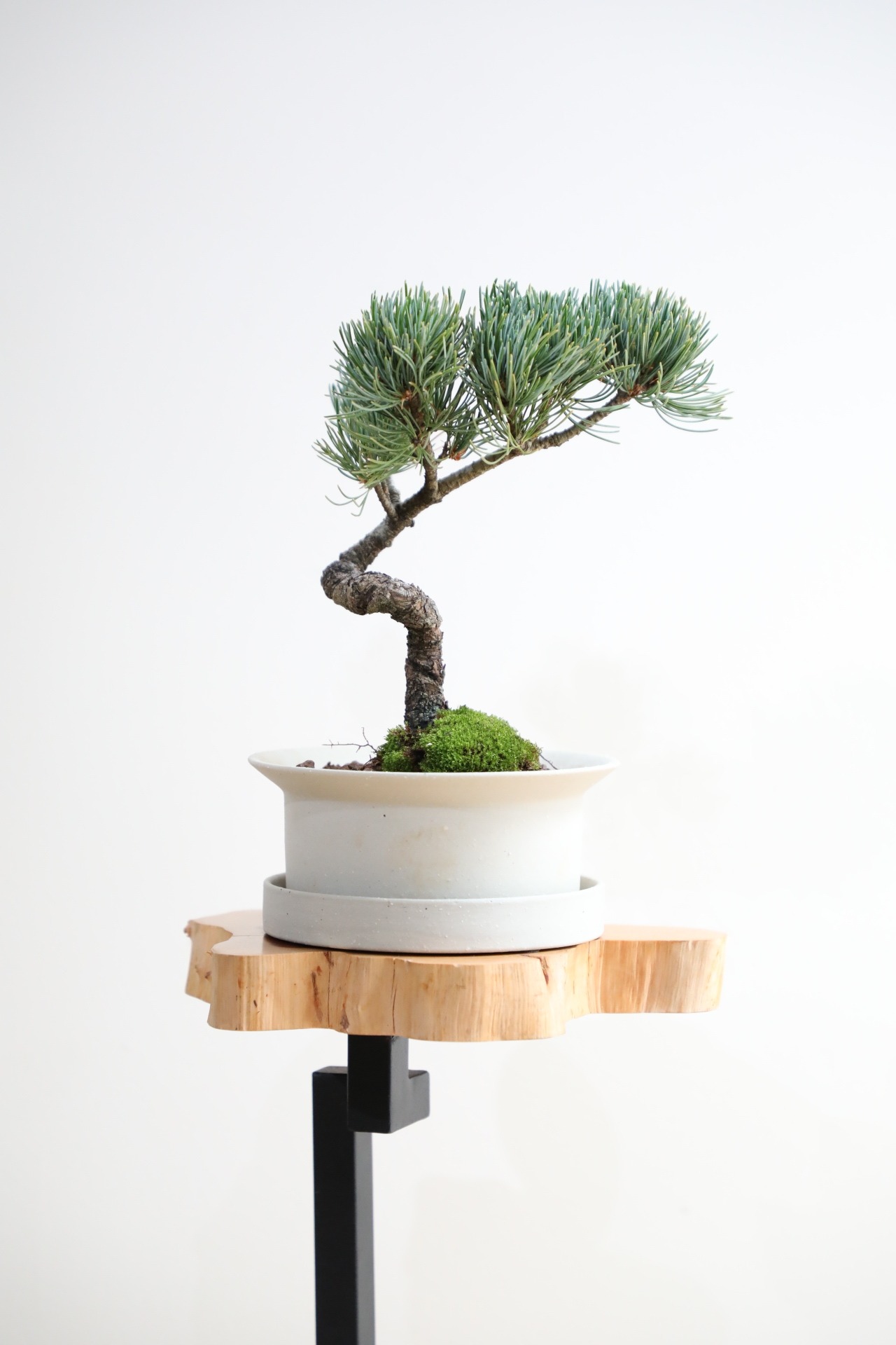 【S】五葉松 盆栽/Japanese white pine bonsai 　※陶器鉢付き