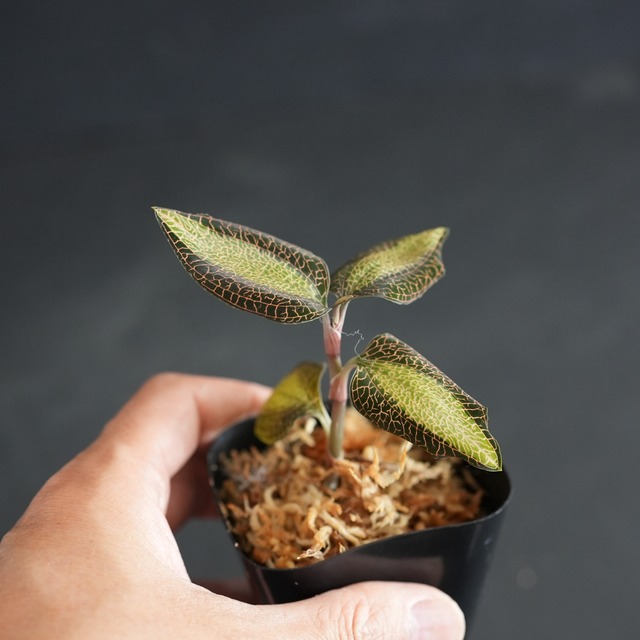 ◆現品◆Anoectochilus roxburghii ’Sunlight’ 【ジュエルオーキッド宝石蘭／TheGAKI】#896