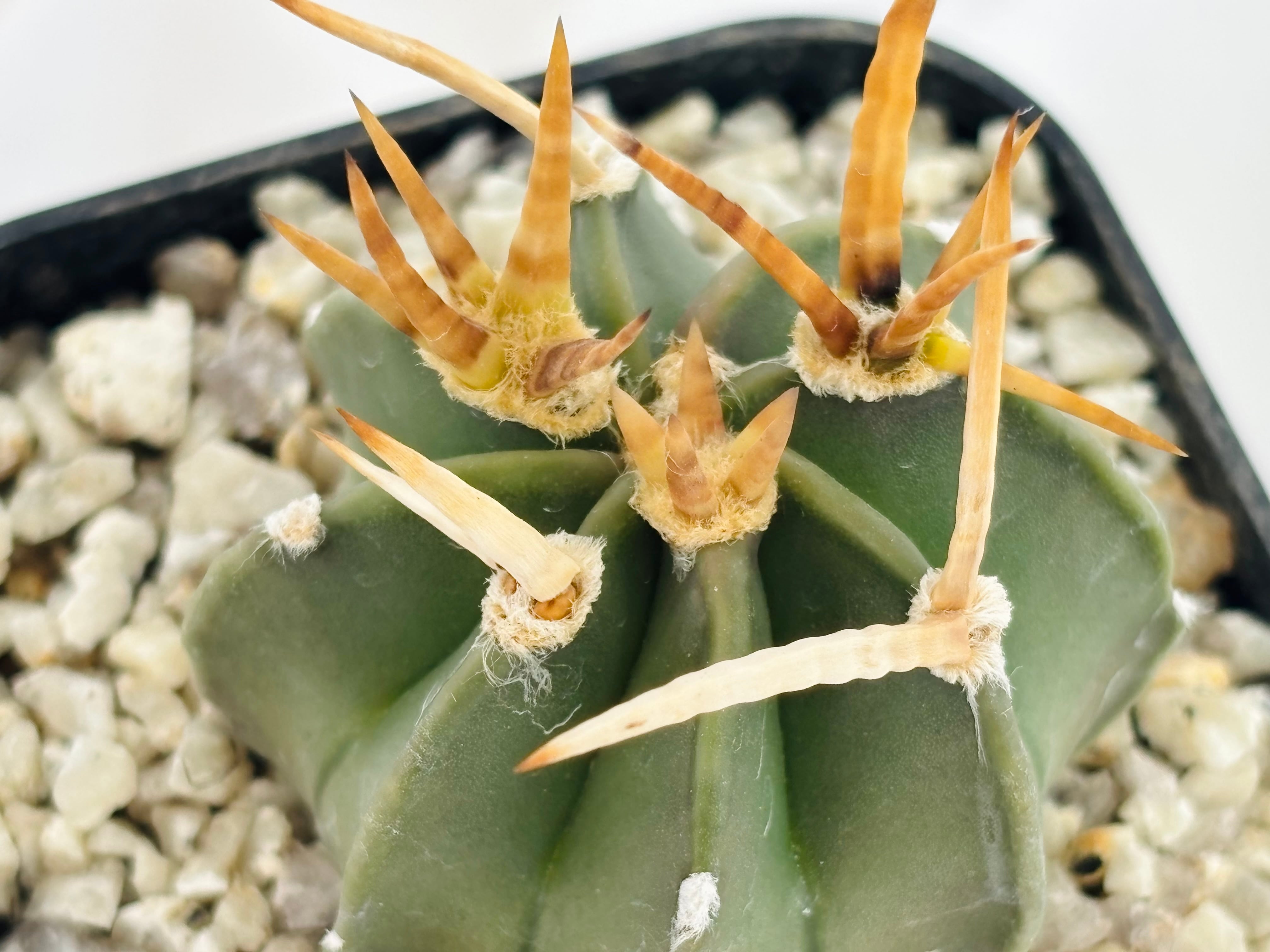 Astrophytum capricorne v. crassispinum アストロフィツム 水牛大鳳玉