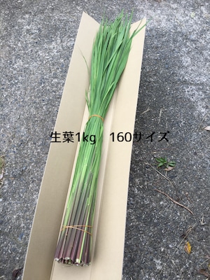 原種まこもの生葉　1kg （長いまま）