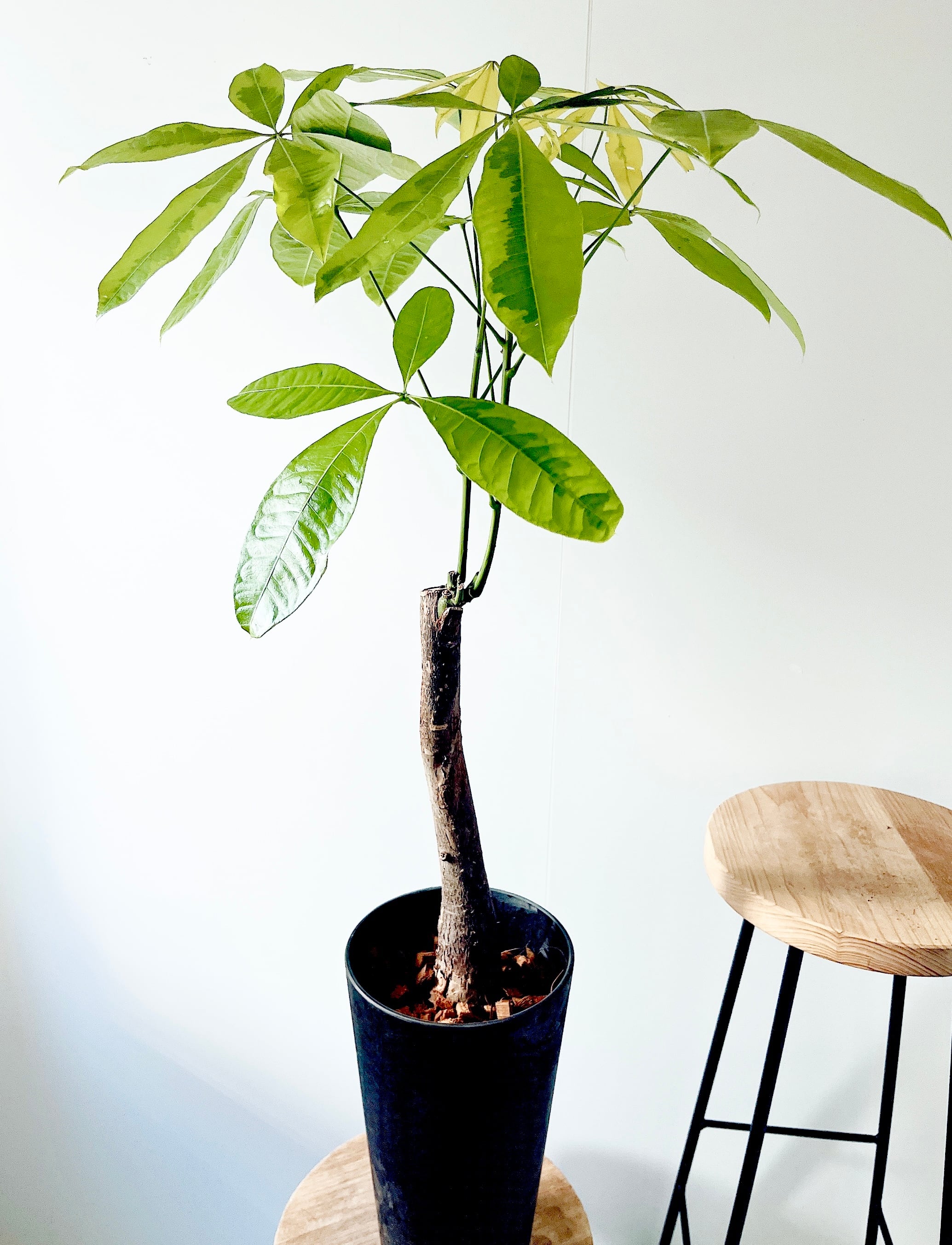 現品］【珍しい】96番 ブコニア レクルバータ バリエガータ 7号 観葉