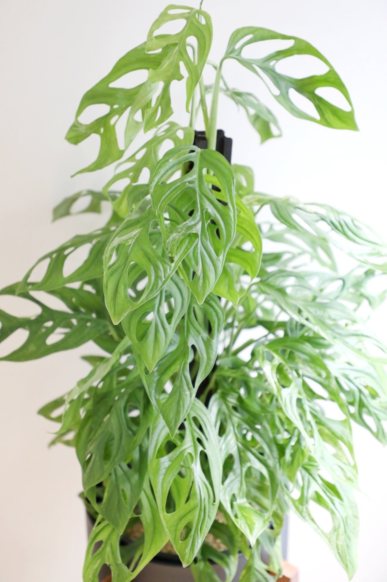 【希少】【都内近郊限定配送】【130cm】マドカズラ ミントバリエガータ/Monstera Adansonii　※スタンド鉢カバー別売り