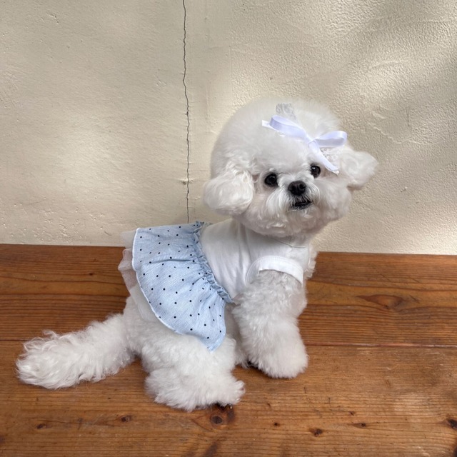 【予約】[Hi yeboo] Dots Tutu (Blue)