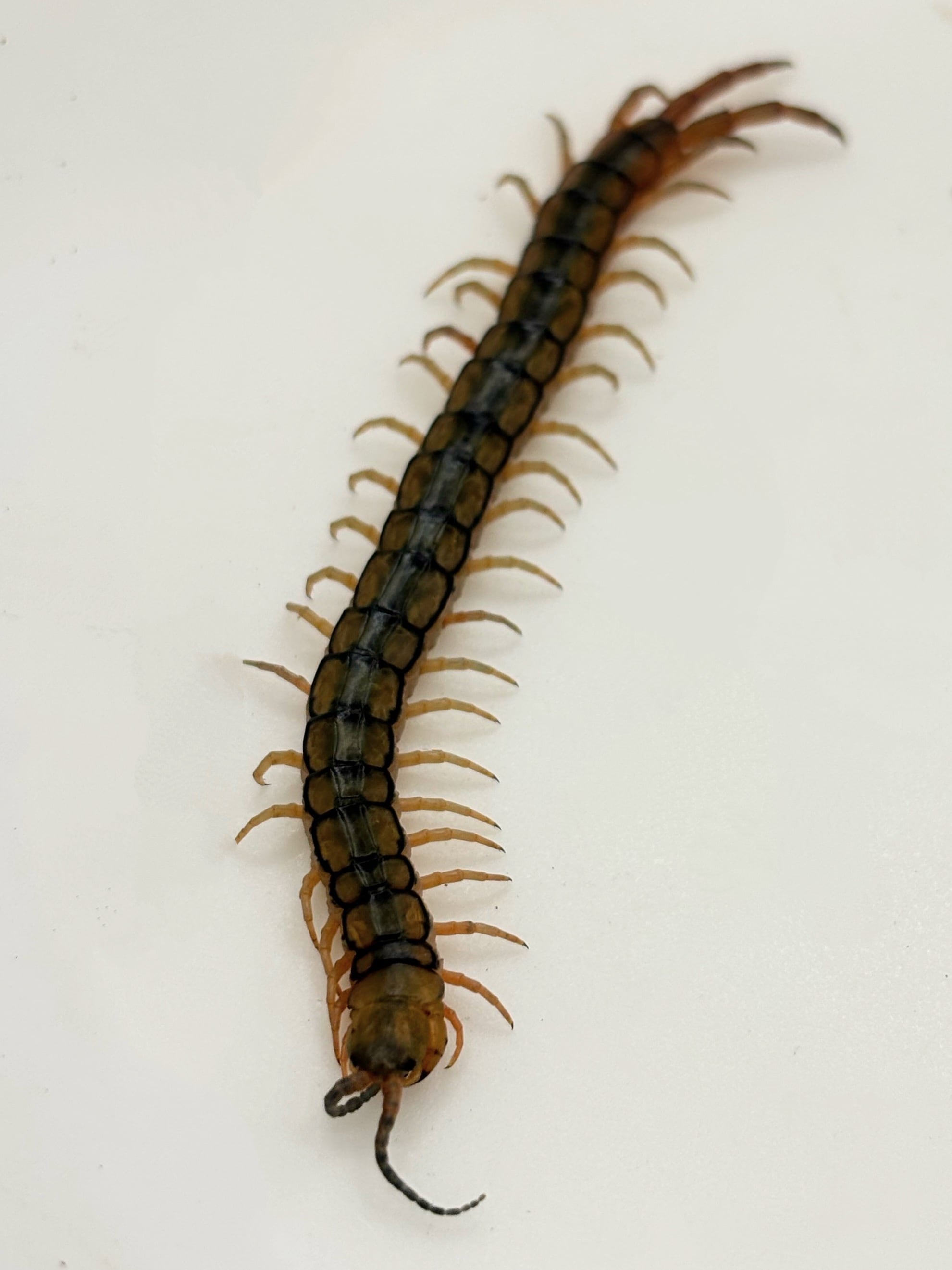 属内最高峰】トゲトゲヘンテコゾウムシ Gagatophorus 標本甲虫 属内最