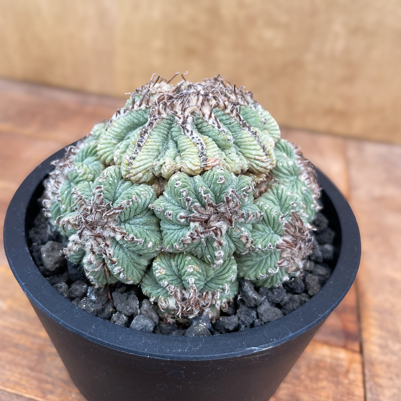 Aztekium ritteri【アズテキウム・花籠・実生】