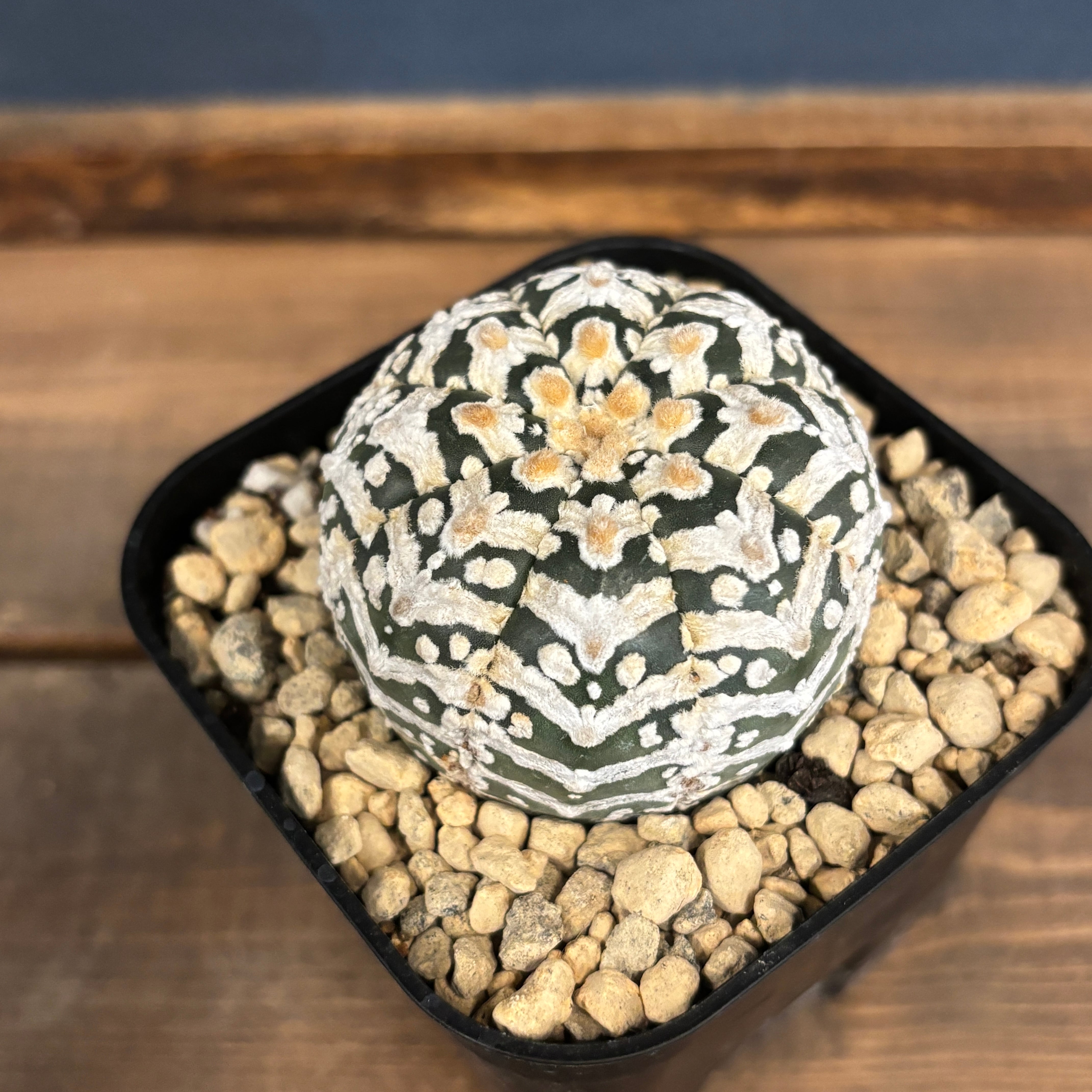 サボテン アストロフィツム スーパー兜 Vタイプ【554】 | PROTOLEAF