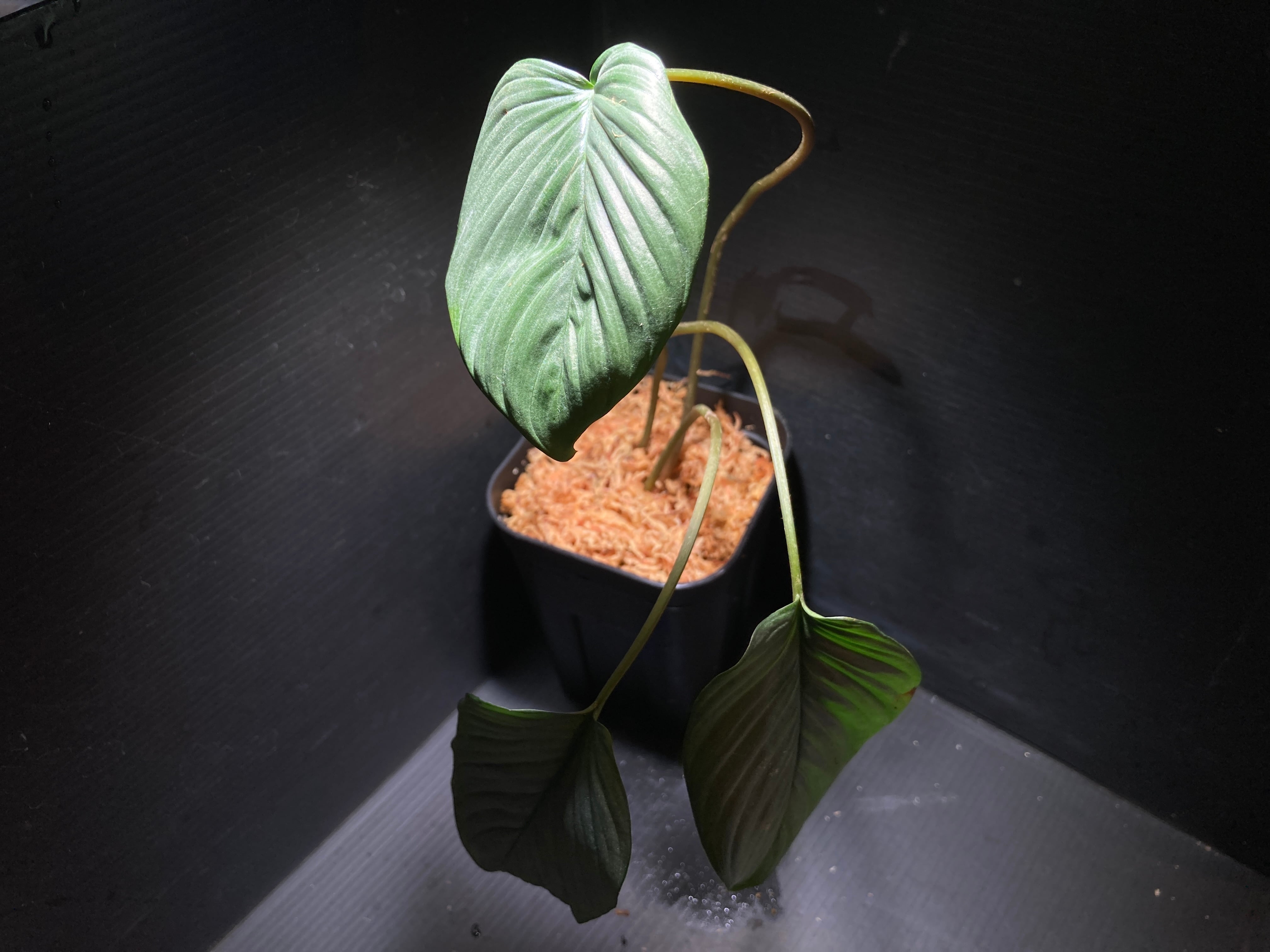 Homalomena sp. Mamasa 