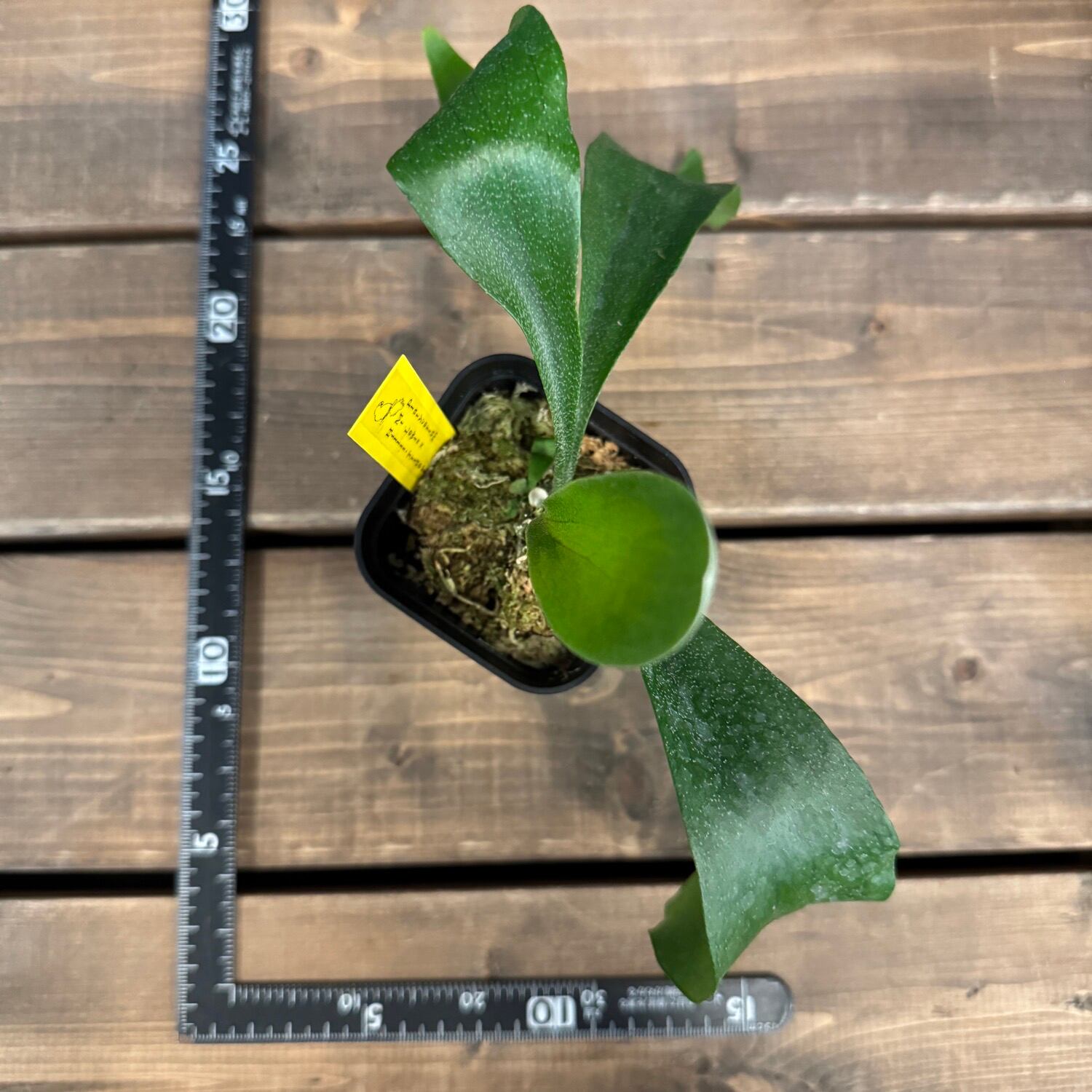ビカクシダ Platycerium Trident(Mt Lewis × Hillii)【537