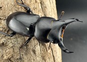 【F0】《ウーコクワガタ 甘粛省 32mm ペア》