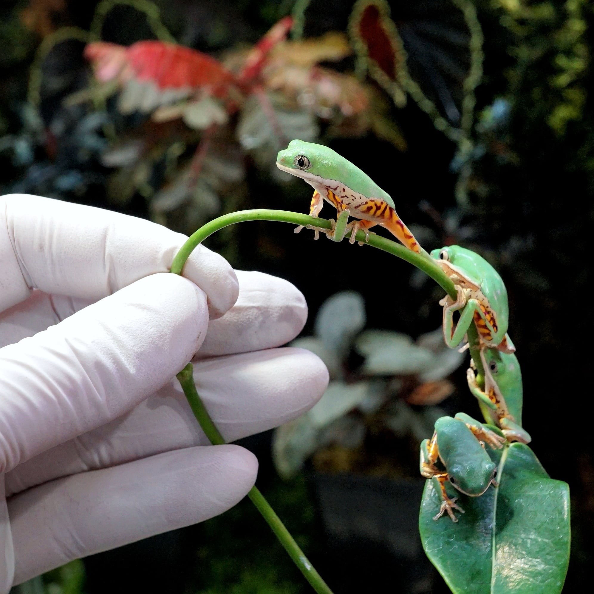 テヅカミネコメガエル Phyllomedusa hypochondrialis | ブルーゲッコー