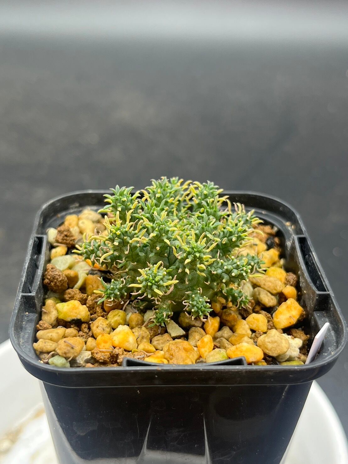 レア種 ユーフォルビア デセプタ 抜き苗 レア種 ユーフォルビア デセプタ 抜き苗 ②